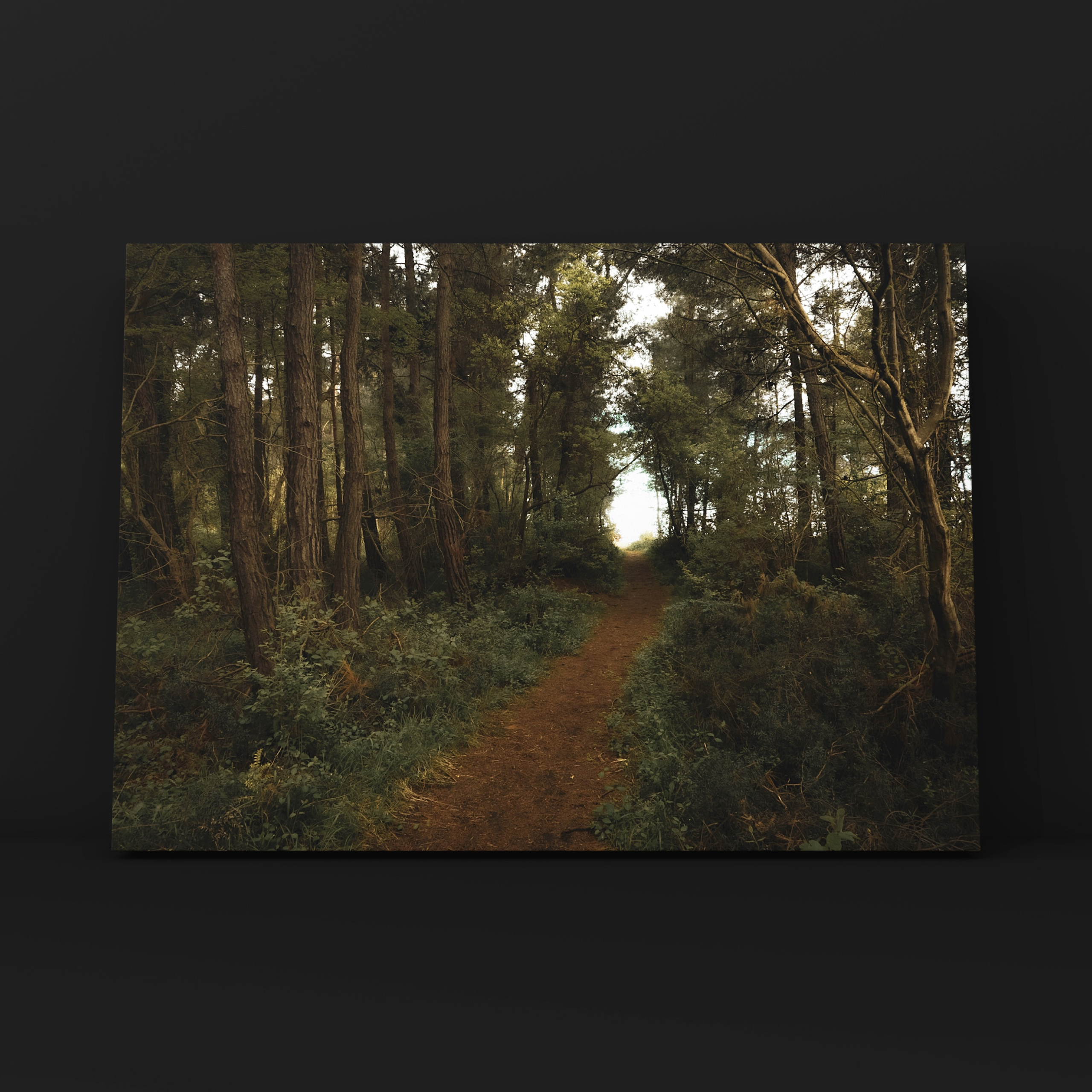 Свет в конце леса Пицунда Абхазия. Фотограф в Москве Сергей Коршунов