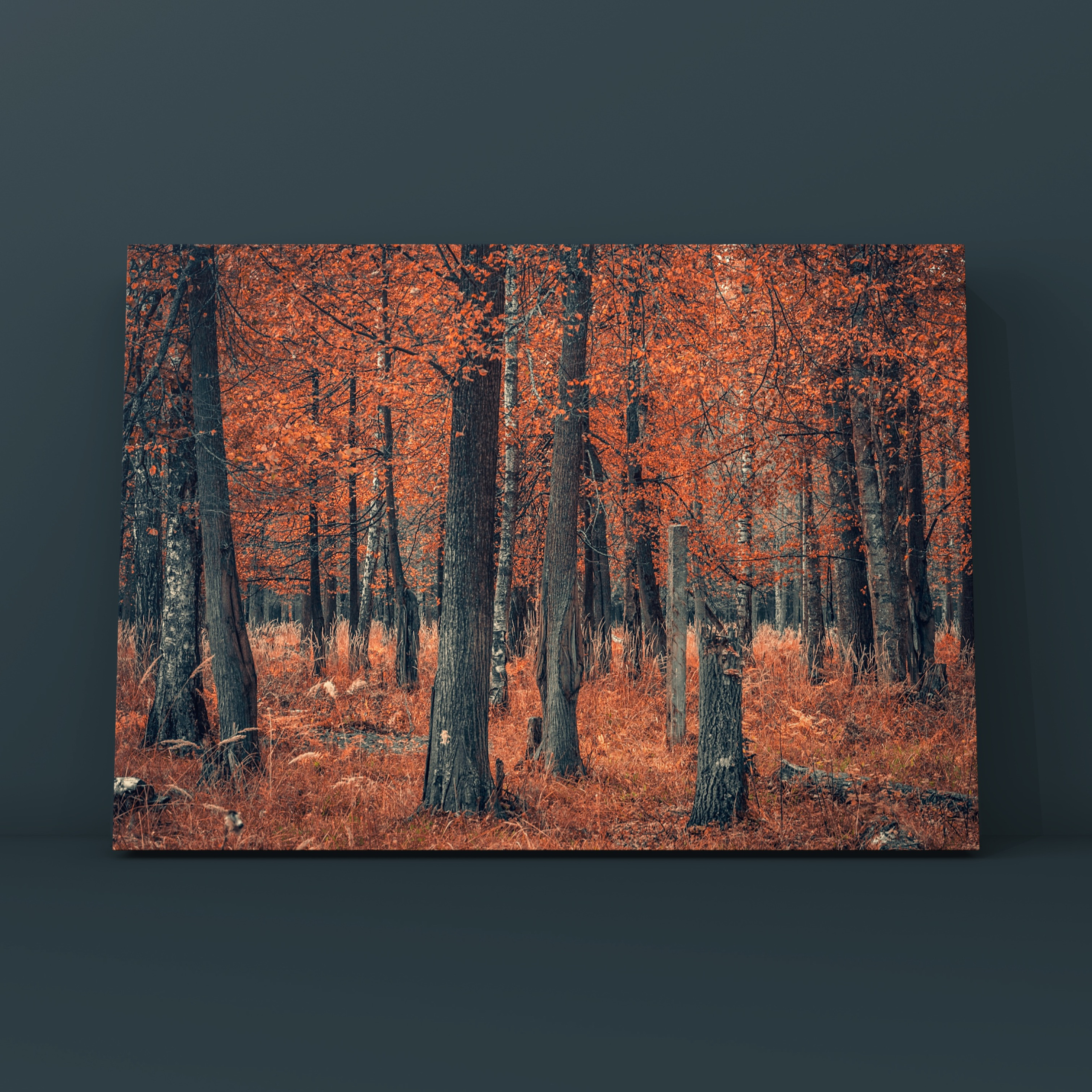 Берёзы осень зубры 2. Фотограф в Москве Сергей Коршунов