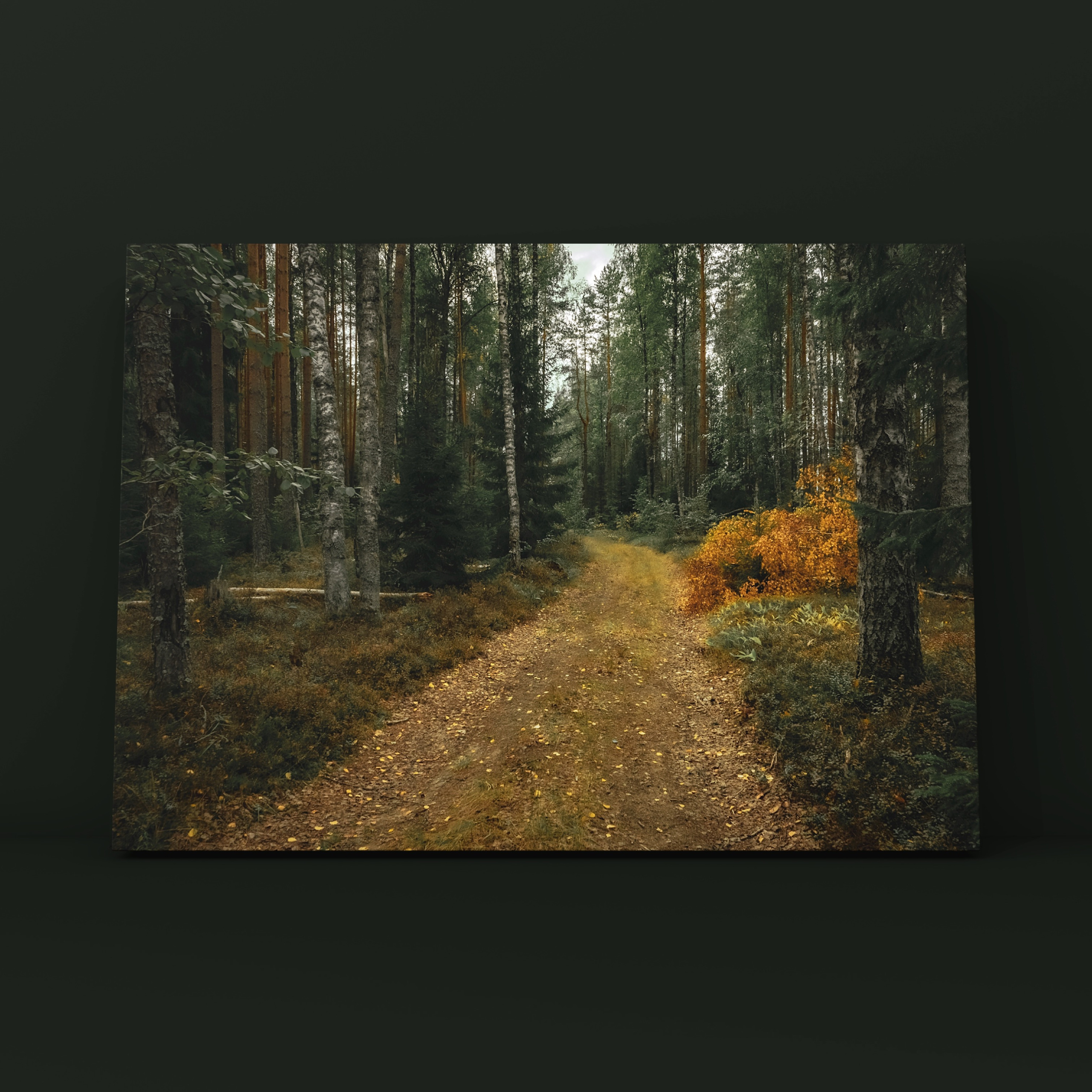 Тропинка в лесу Карелия. Фотограф в Москве Сергей Коршунов