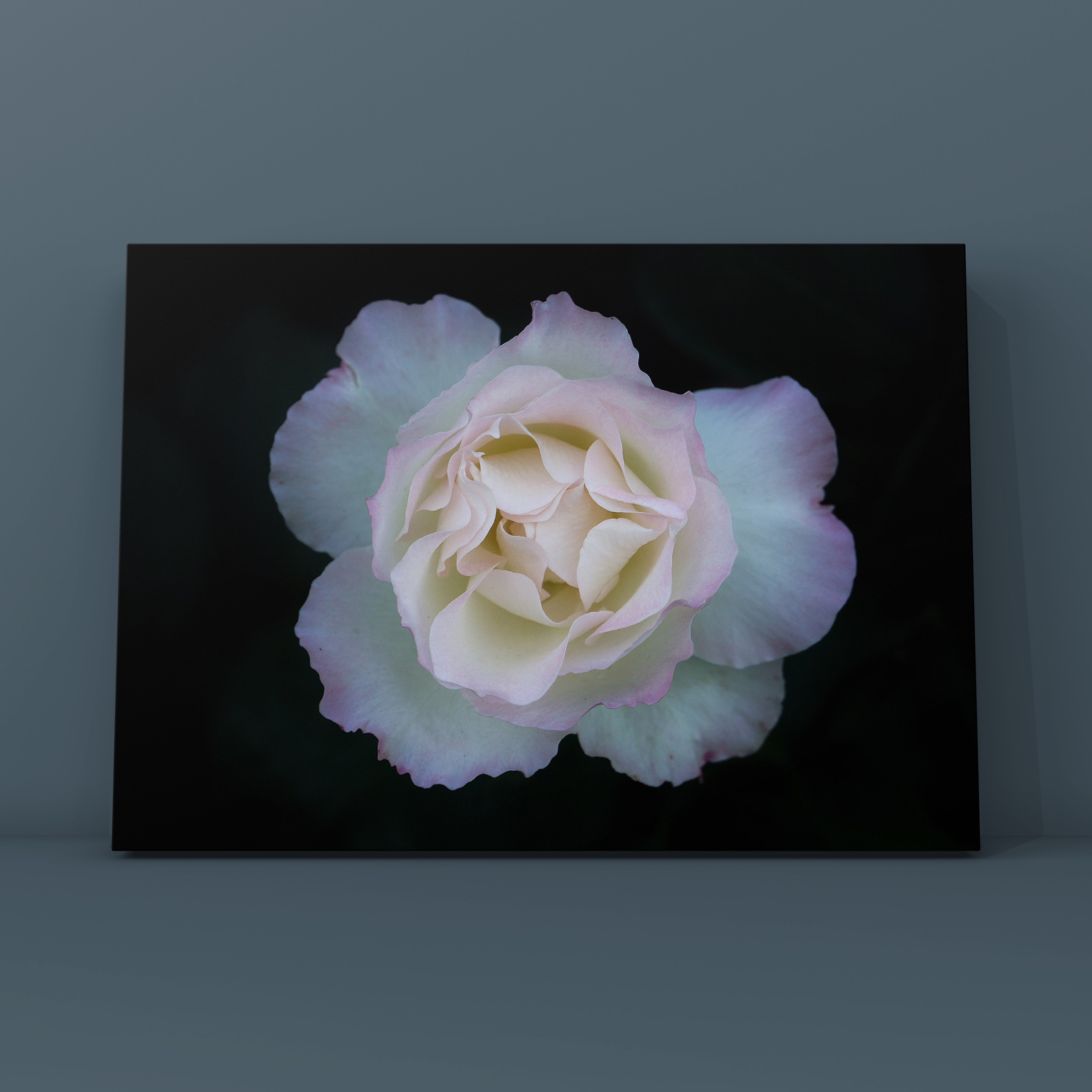 Роза Коломенское. Фотограф в Москве Сергей Коршунов