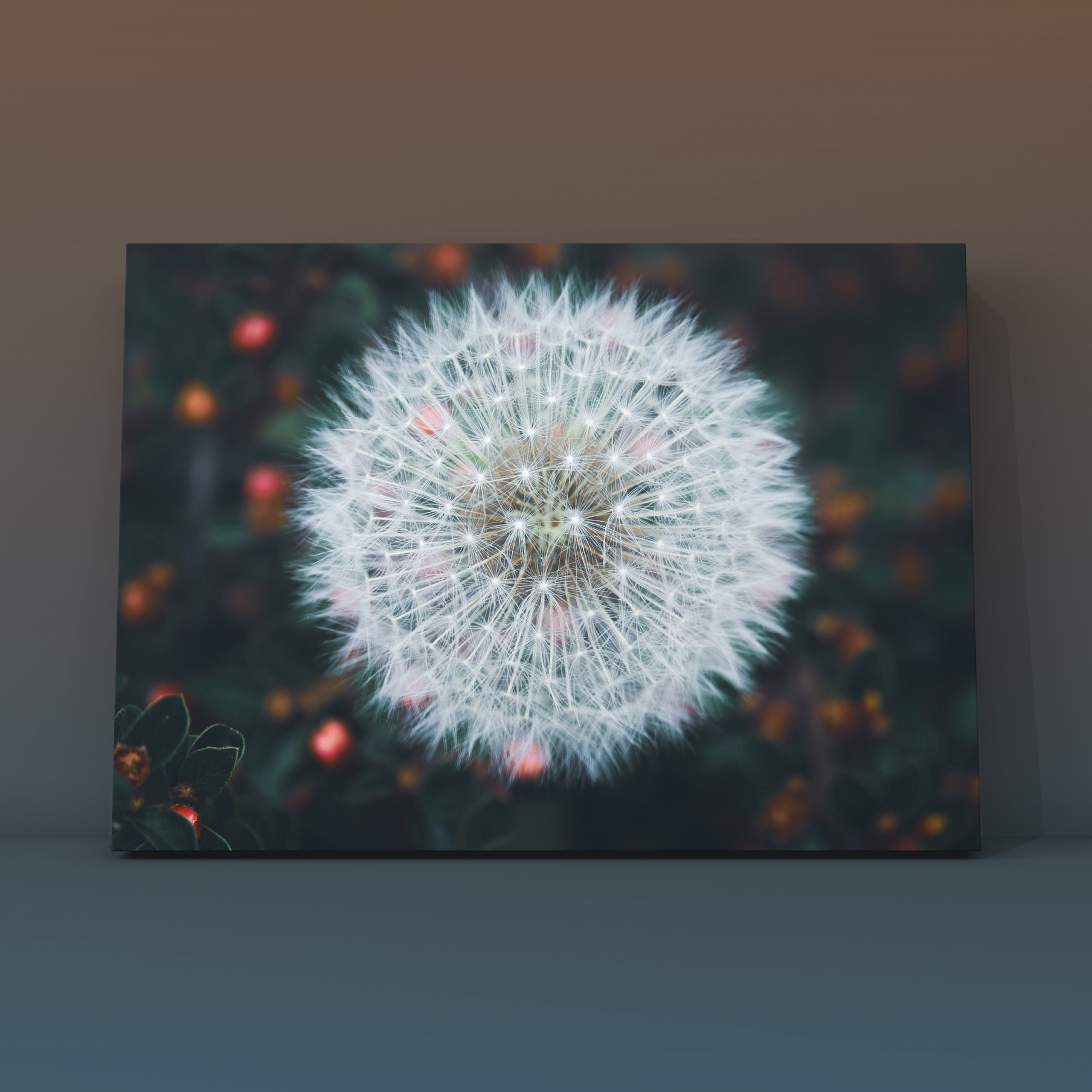 Одуванчик Массандра. Фотограф в Москве Сергей Коршунов