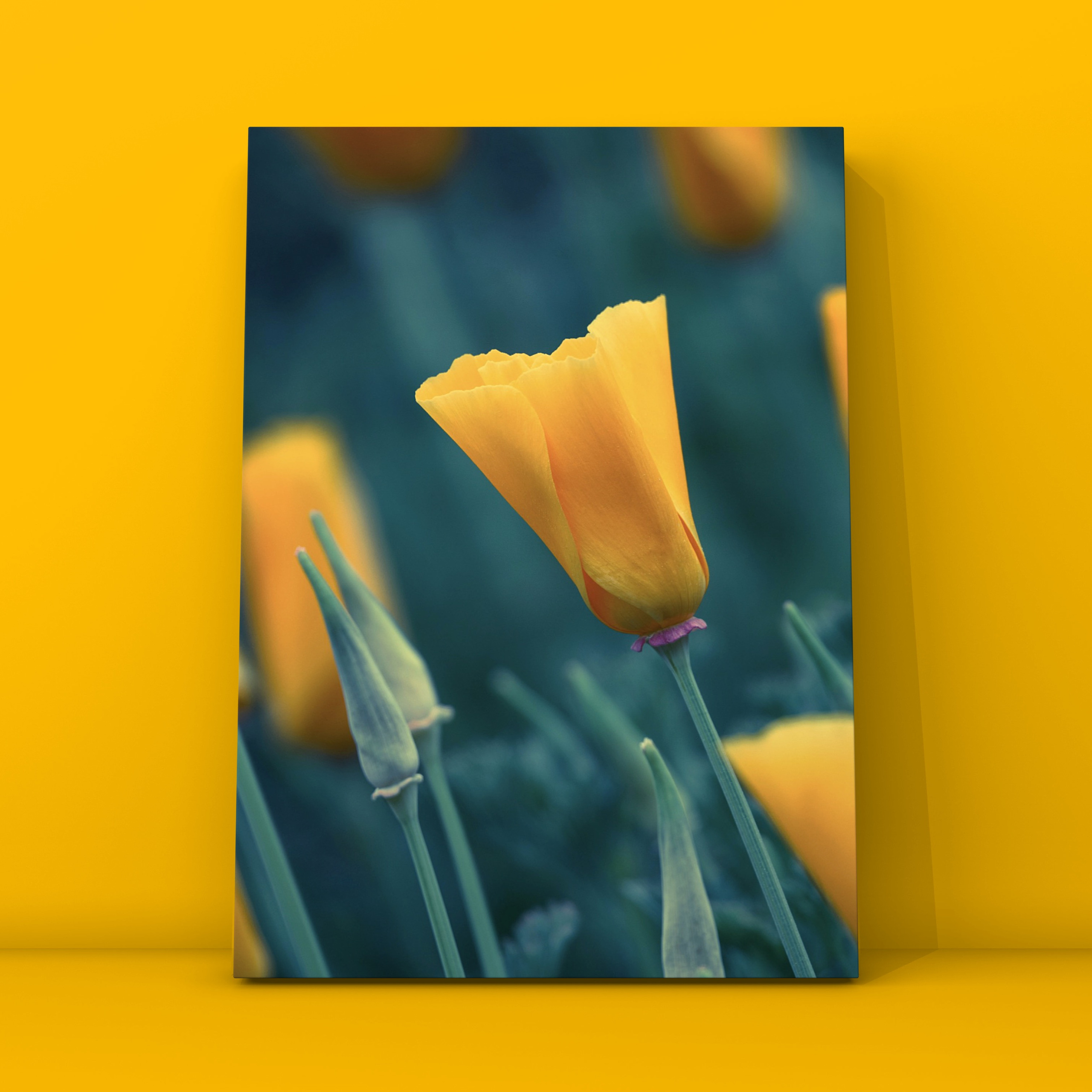 Тюльпаны Массандра. Фотограф в Москве Сергей Коршунов