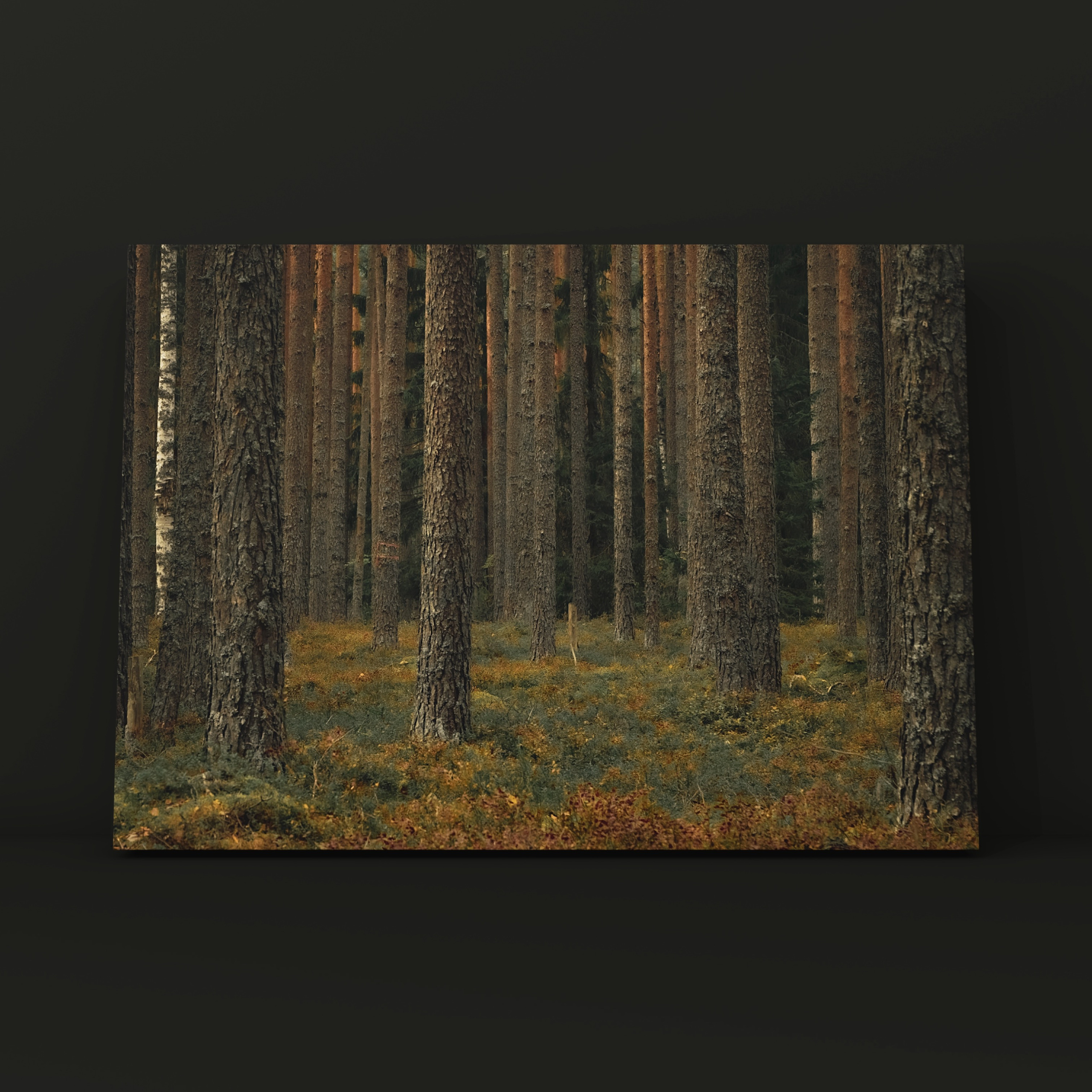 Природа и пейзаж. Фотограф в Москве Сергей Коршунов