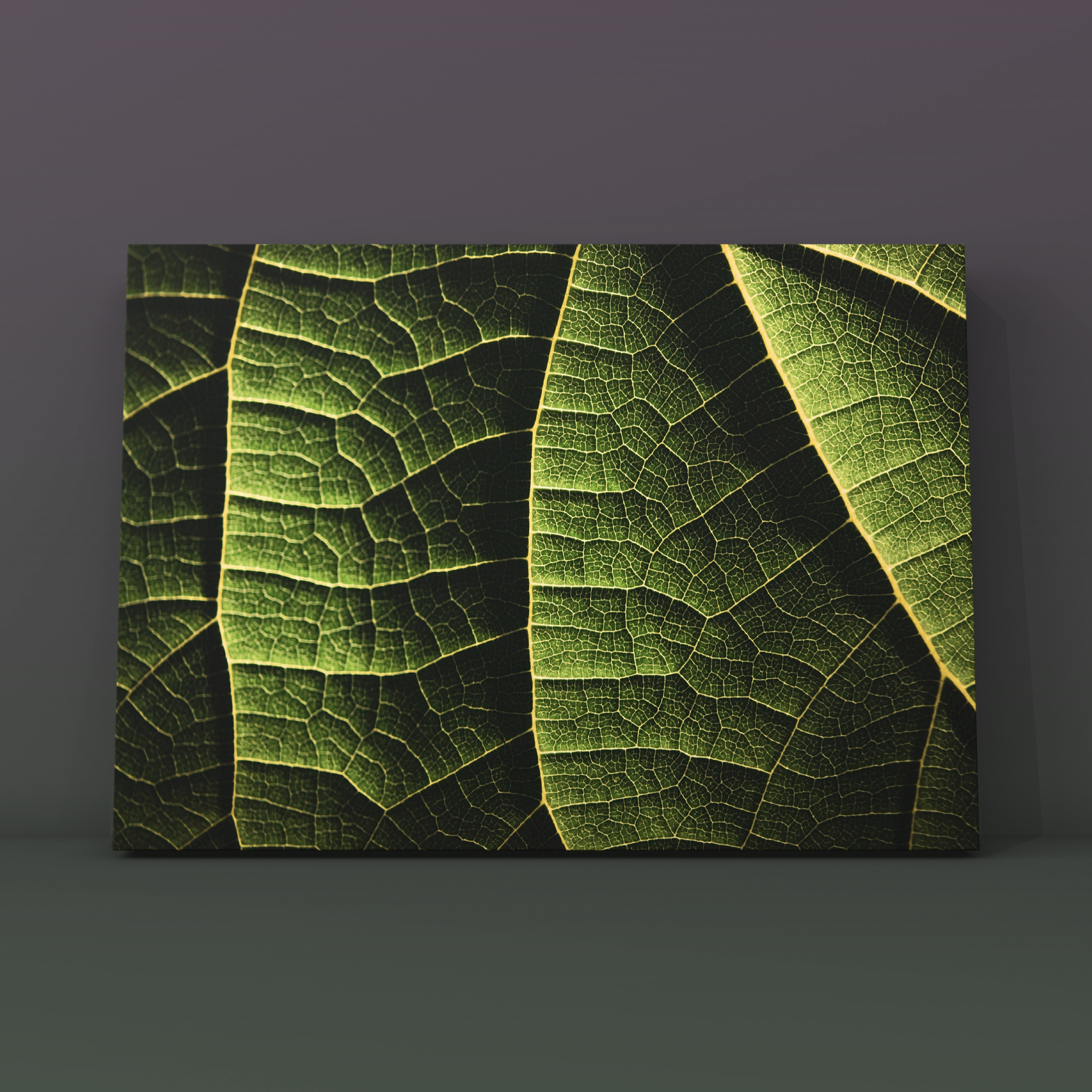 Зеленый лист крупно с прожилками 1. Фотограф в Москве Сергей Коршунов