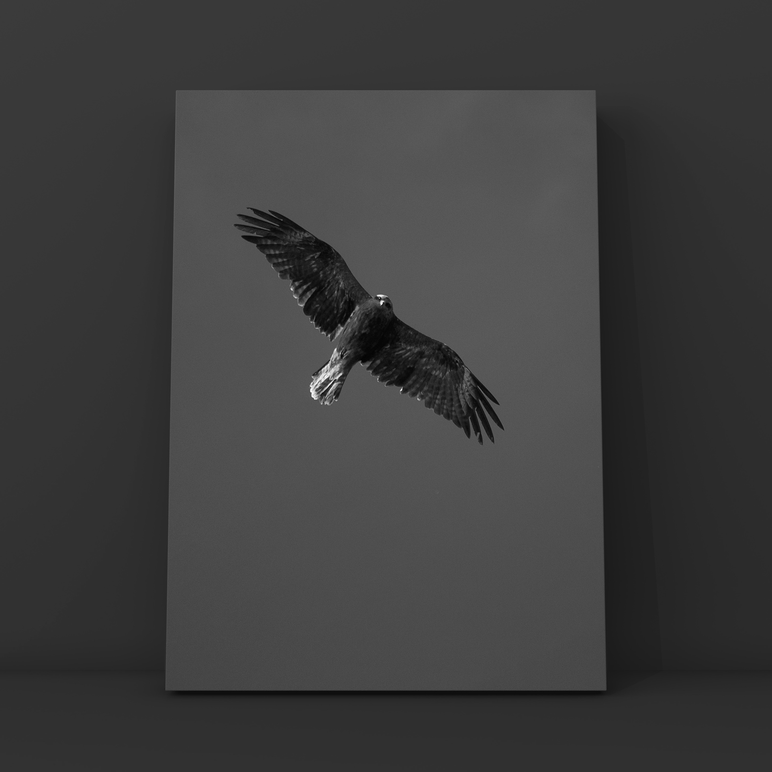 Коршун на Рузе. Фотограф в Москве Сергей Коршунов