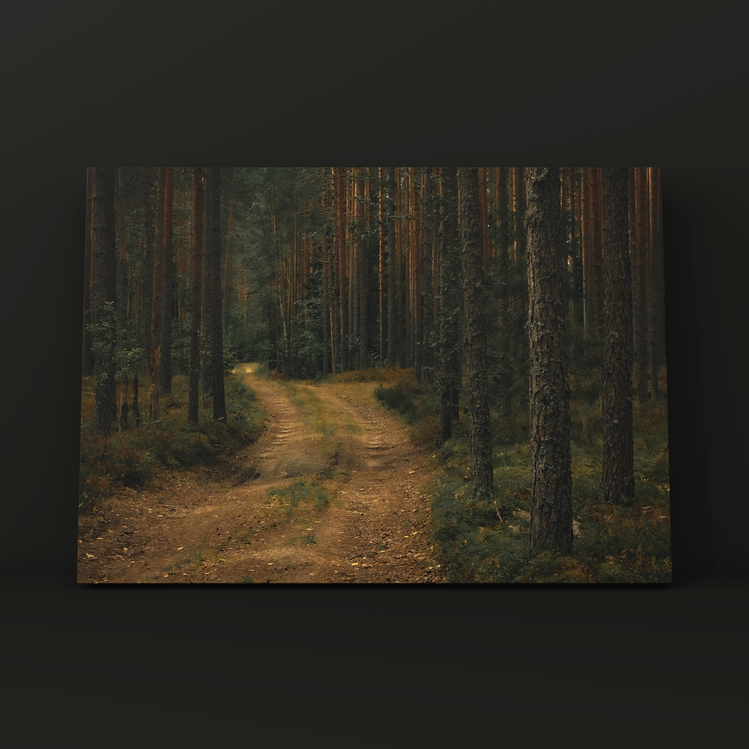 Тропа в сосновом бору Карелия. Фотограф в Москве Сергей Коршунов