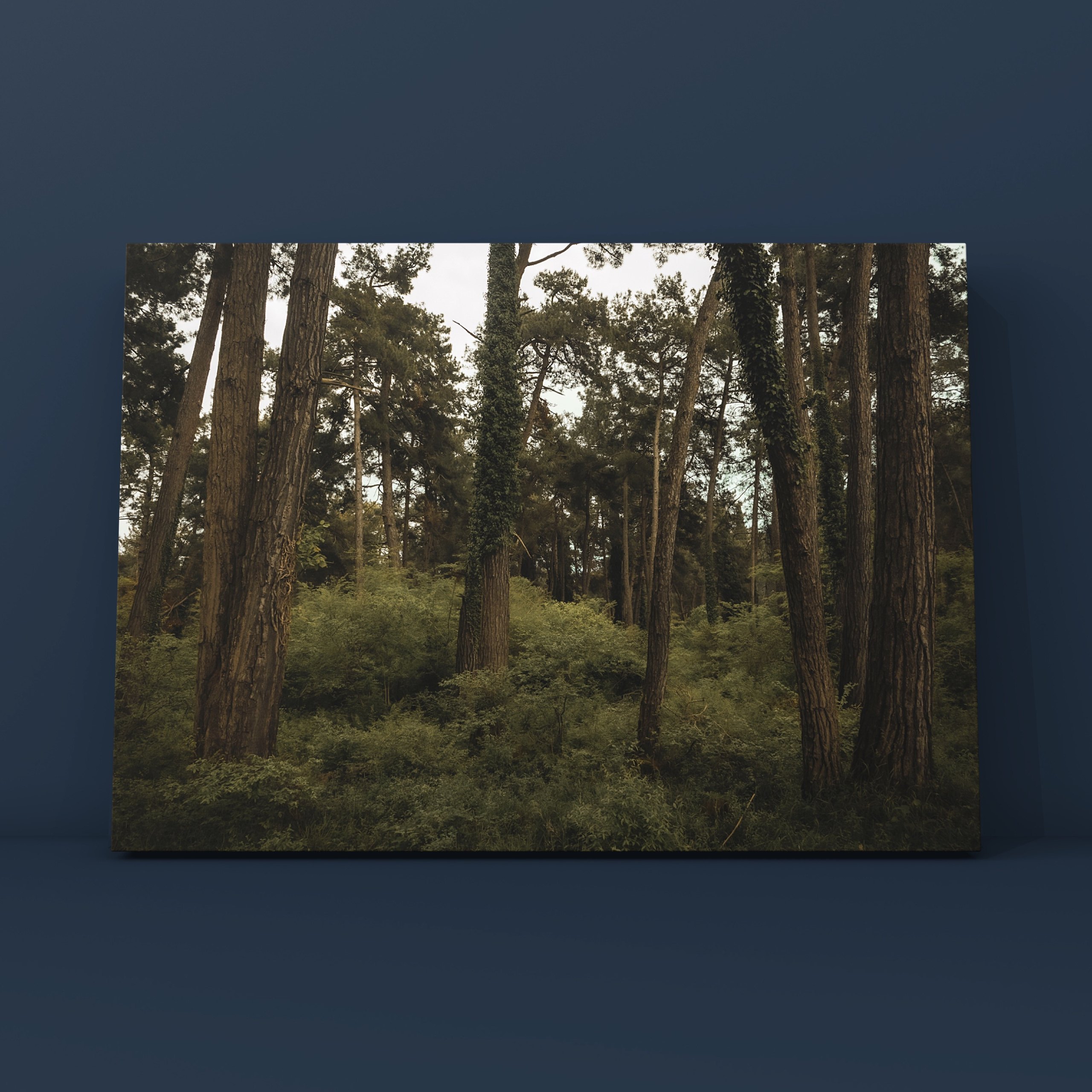 Лес Пицунда Абхазия. Фотограф в Москве Сергей Коршунов