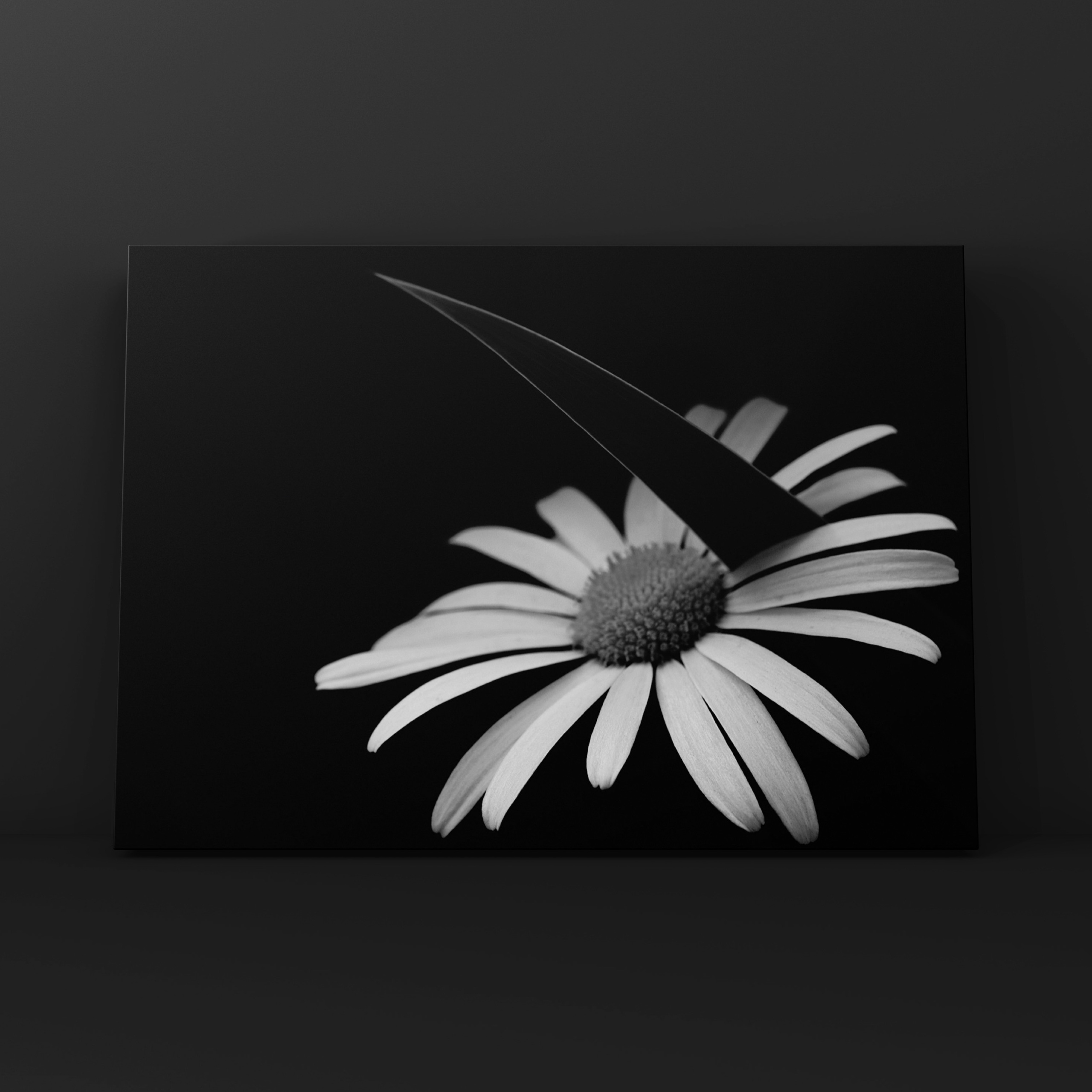 Ромашка с травинкой в ЧБ. Фотограф в Москве Сергей Коршунов