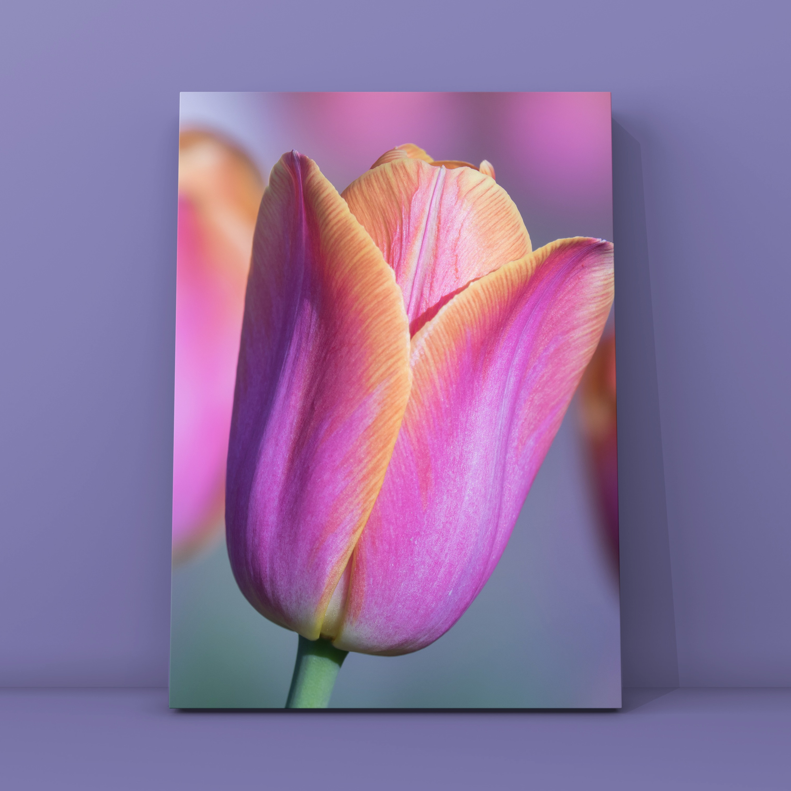 Тюльпан Коломенское. Фотограф в Москве Сергей Коршунов