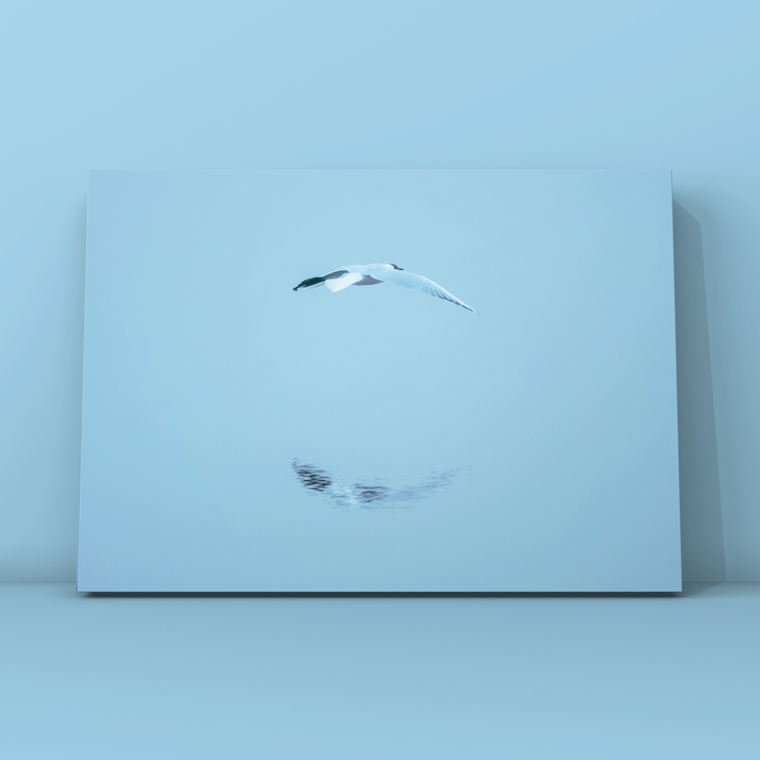 Одна чайка в отражении. Фотограф в Москве Сергей Коршунов