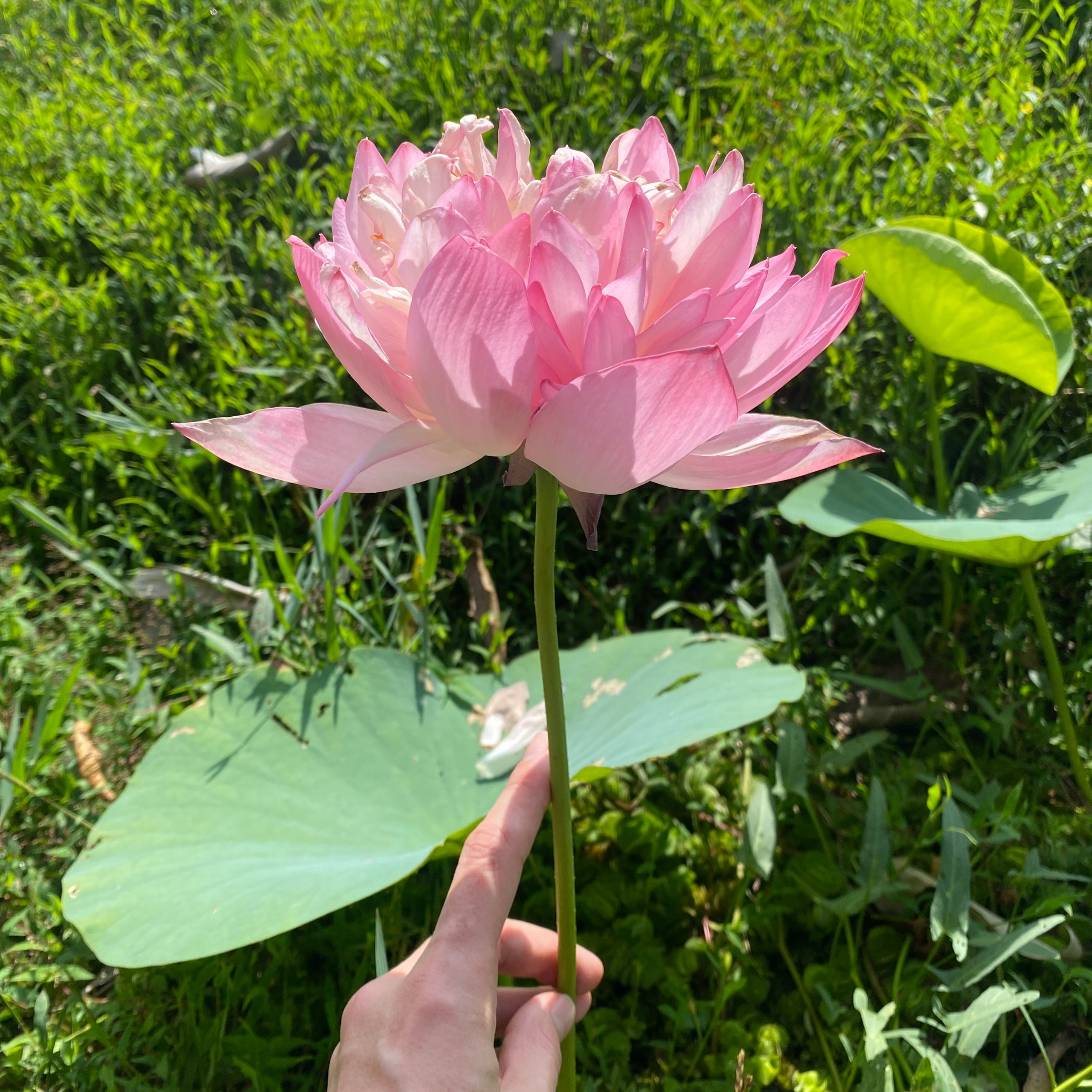 ИНДИЯ 2026. Художник, арт — терапевт, преподаватель рисования Шабырова Анна, Москва