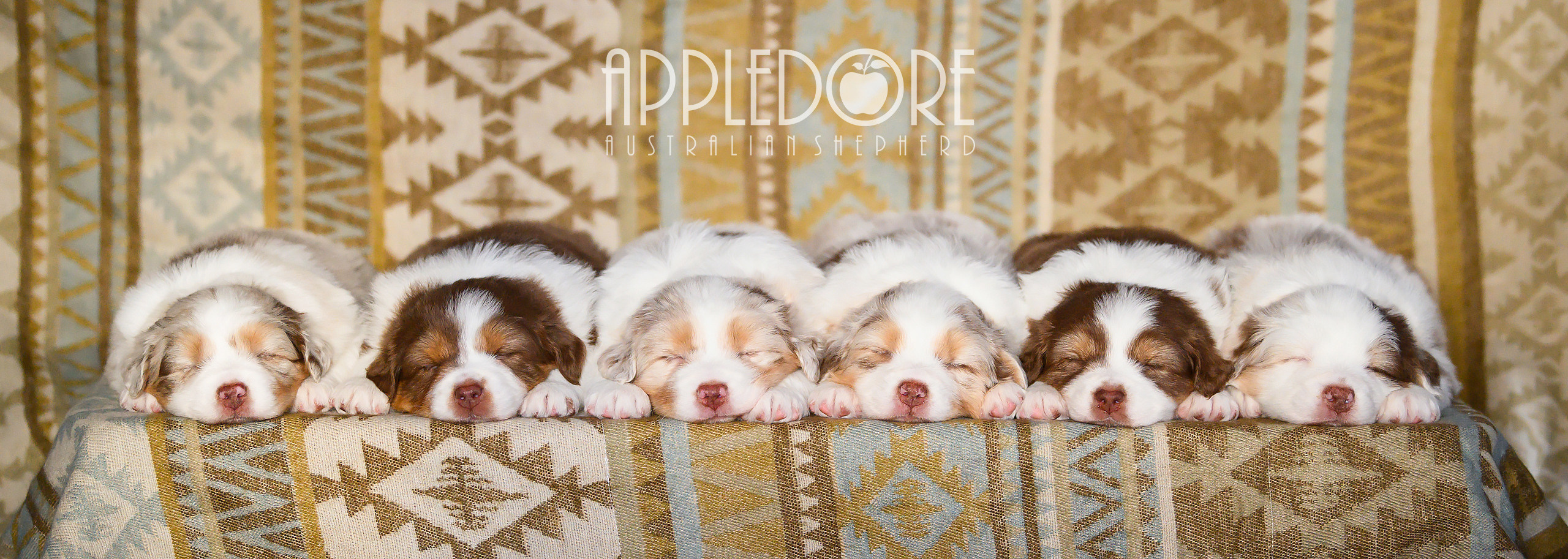 PAST LITTERS. APPLEDORE