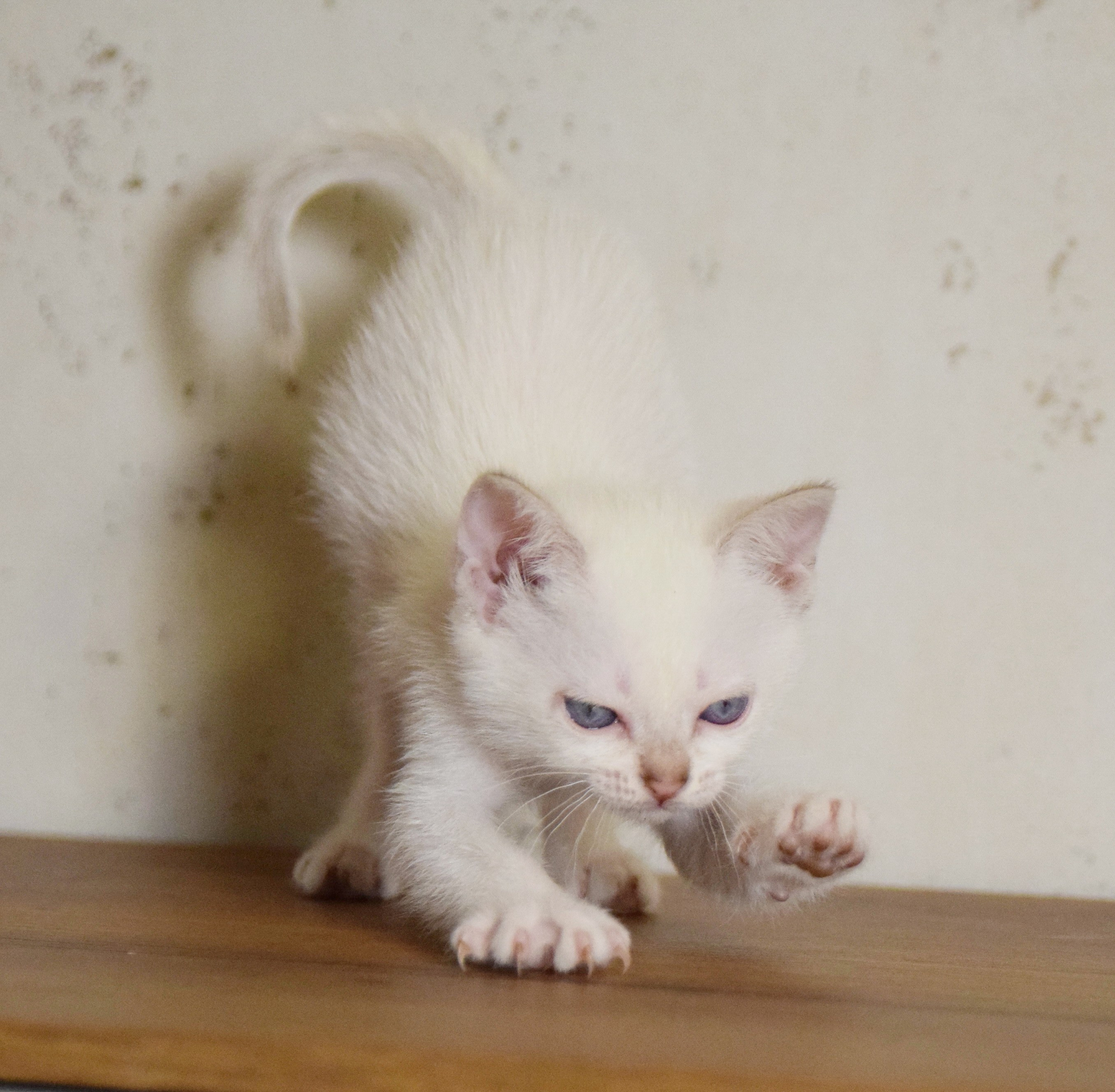 Котята. Питомник тайских кошек в Санкт-Петербурге Noyland