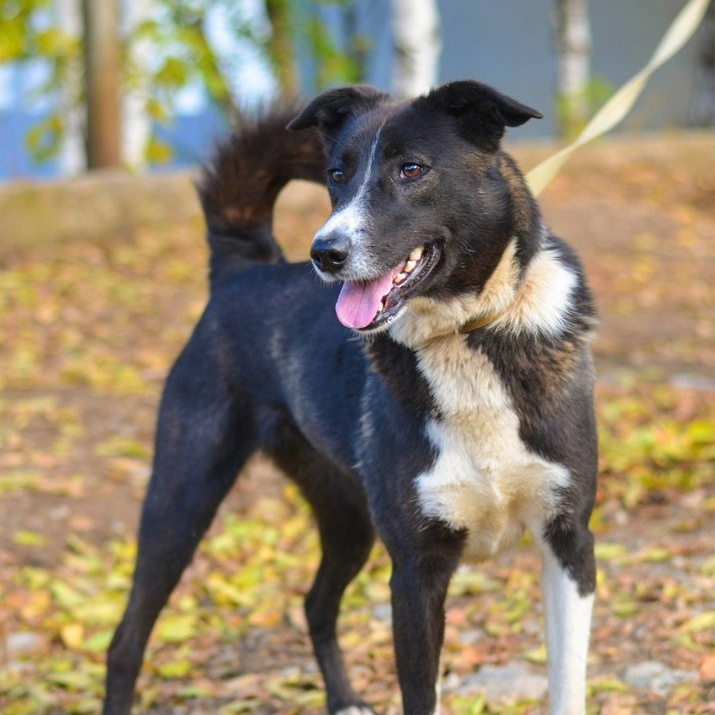 Истории. Улыбка собаки — спасение и пристройство бездомных собак