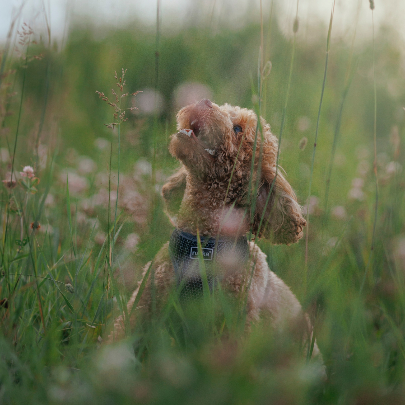 Услуги и цены фотограф-анималист Анастасия Белаш. Анастасия Белаш