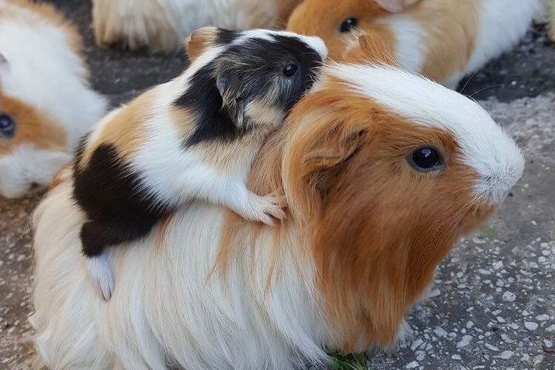 НАШИ МАЛЫШИ. Lesnaya bratva