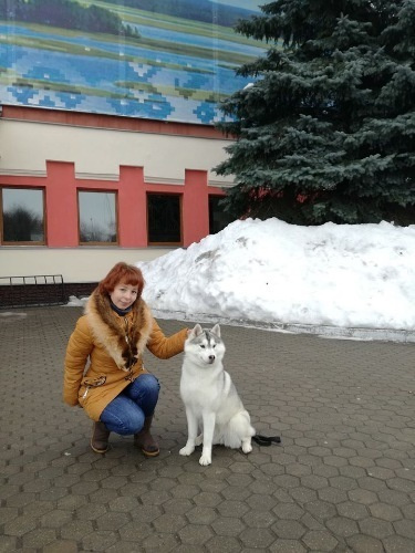 Новости питомника Ice Fantasy. Купить щенка Вельш-корги-кардиган в семейном питомнике — Ice Fantasy