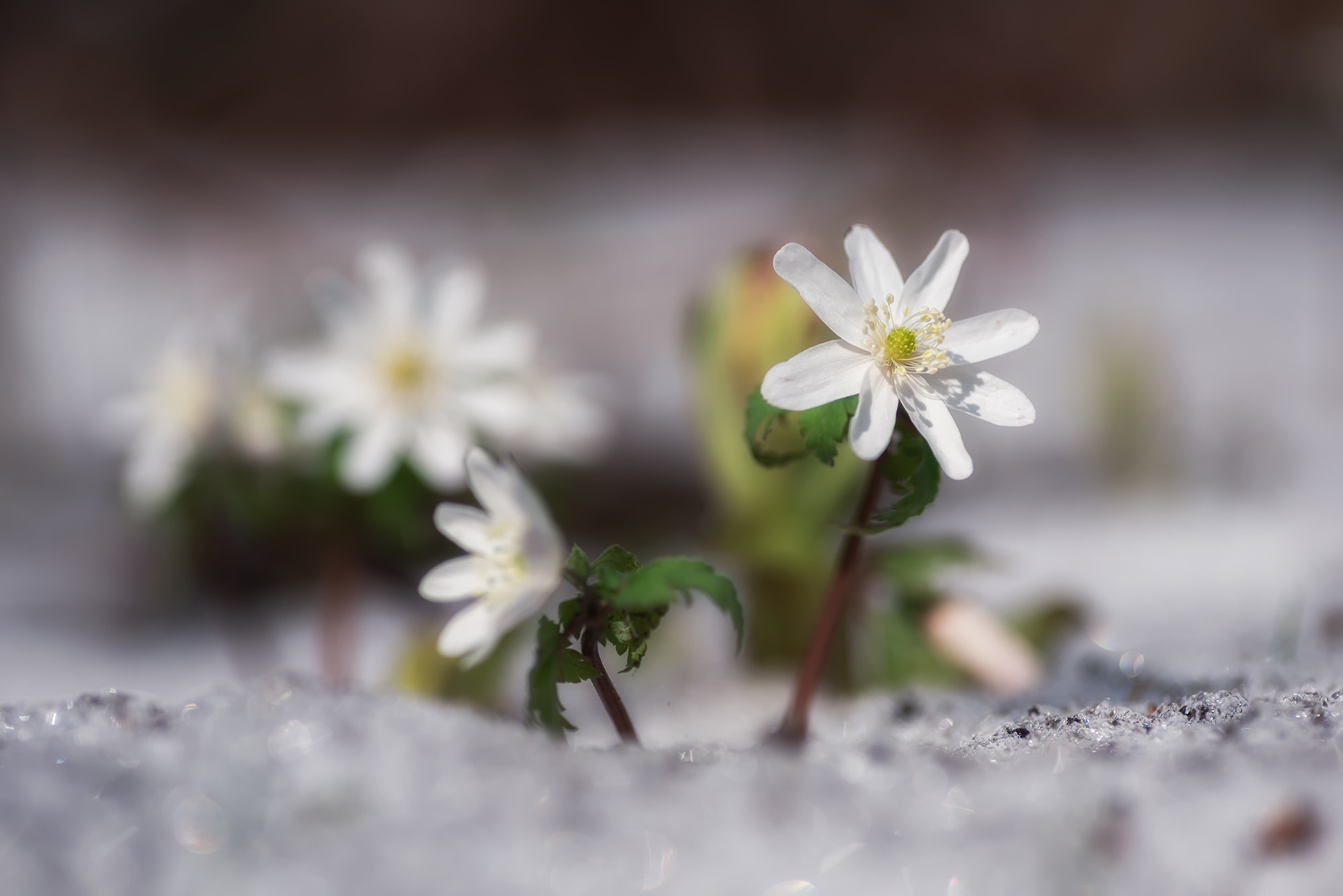 Белые на белом. Граница Национального парка "Салаир", Тогульский район, май 2023
