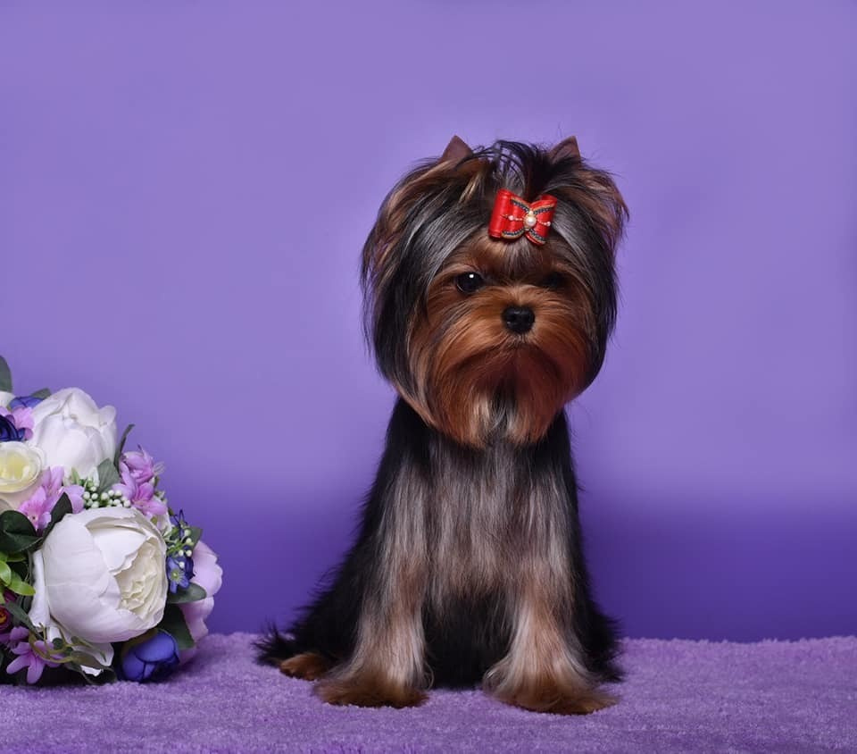 STEEL STAR BOSS HUGO BOSS. Питомник Йоркширских терьеров Дэнстайл в Санкт-Петербурге заводчик Тих