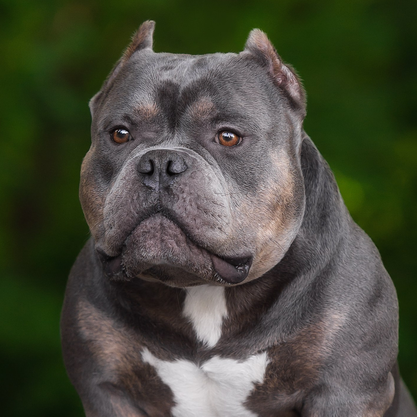 Рич, Ричард - фото в парке американский булли