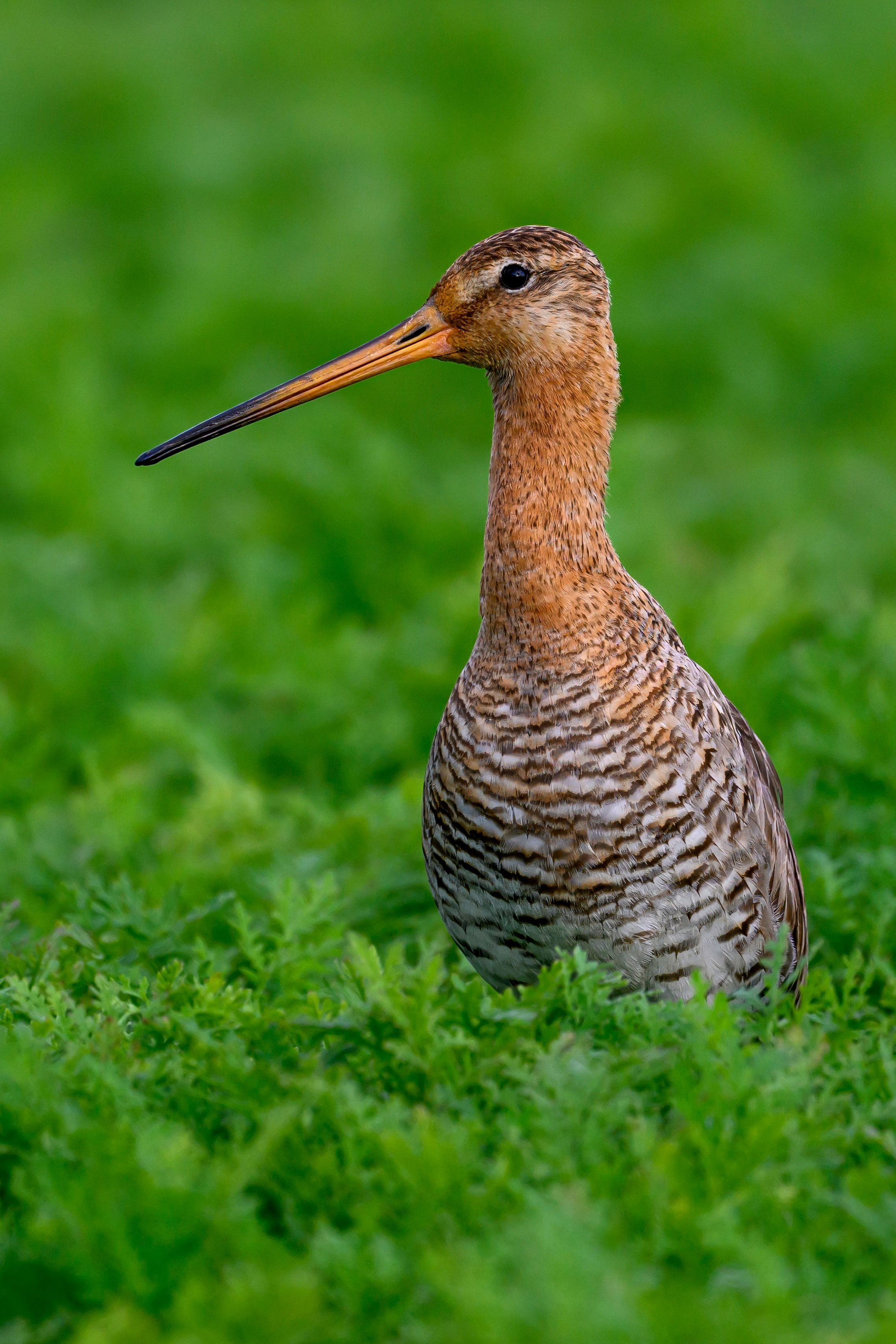 Веретенник и пожар на болоте. Фотограф Сергей Пупонин