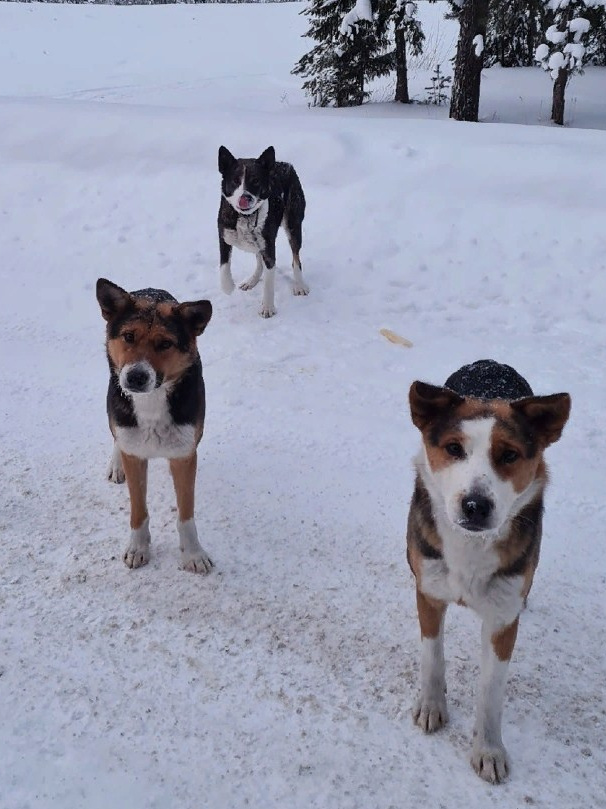 Истории. Улыбка собаки — спасение и пристройство бездомных собак