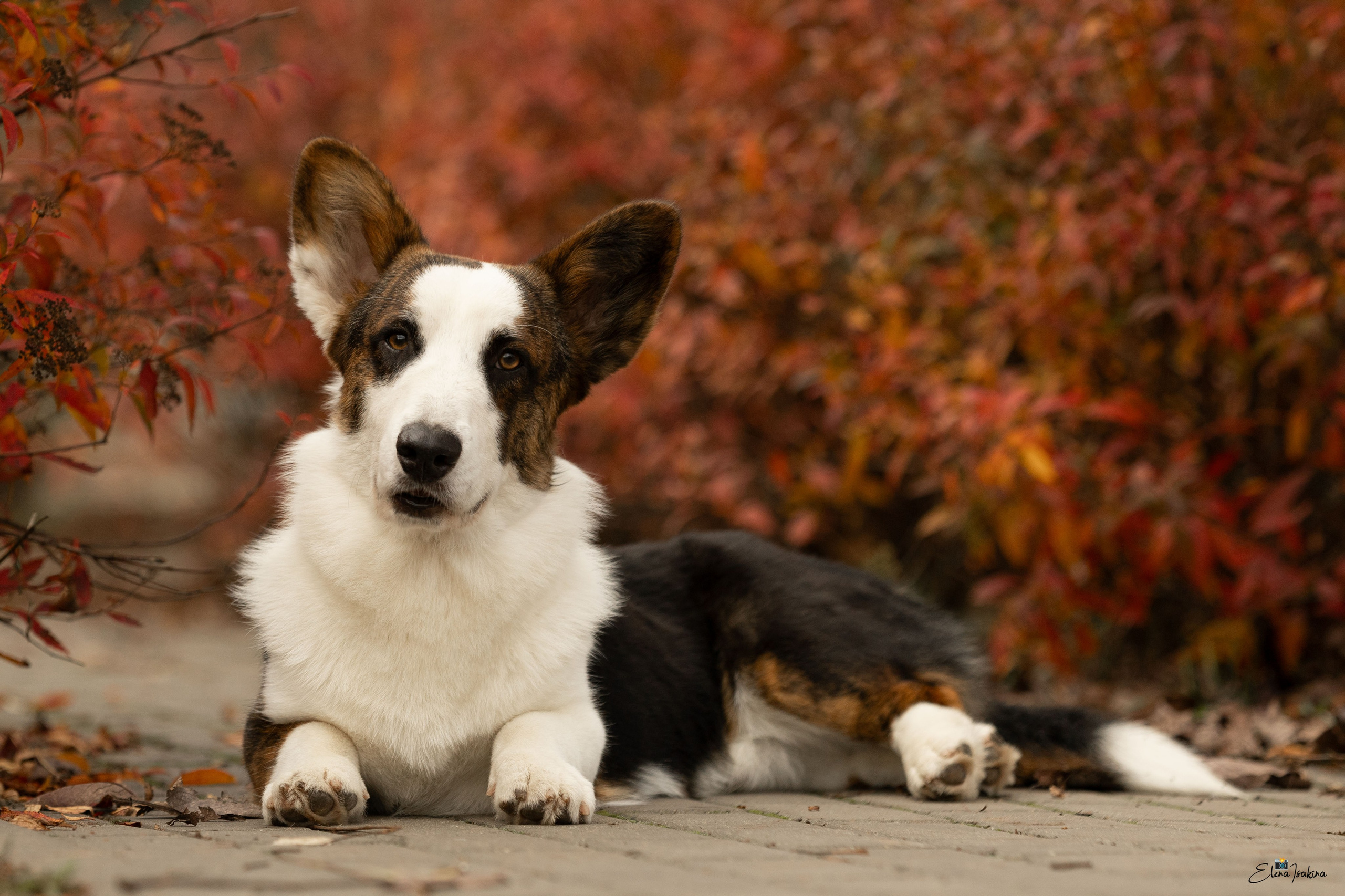 Купить щенка вельш корги кардиган из питомника Ice Fantasy. Ice Fantasy kennel: professional breeding of Siberian huskies and wels