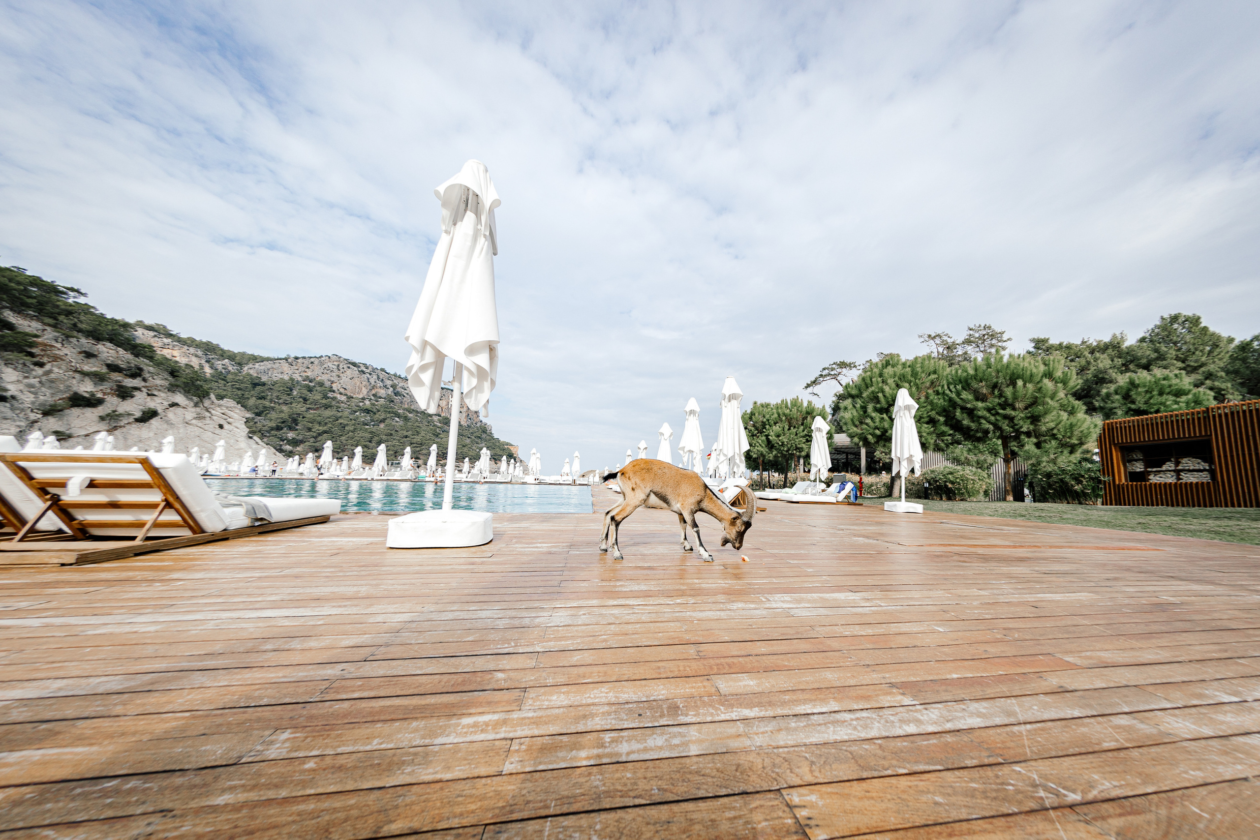 Обзор самого дорогого отеля в Турции «Maxx Royal Kemer Resort». Ева Демидова. Спортсмен по конкуру в Санкт-Петербуре