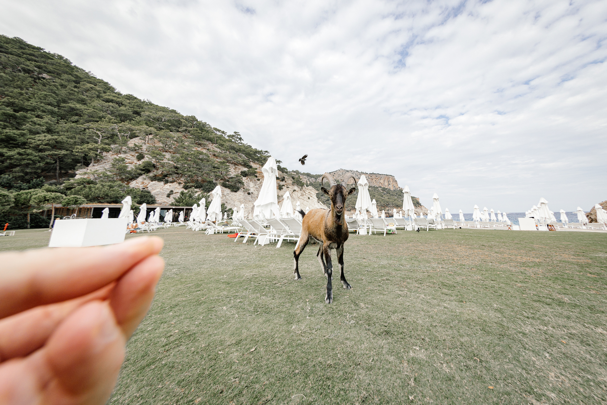 Обзор самого дорогого отеля в Турции «Maxx Royal Kemer Resort». Ева Демидова. Спортсмен по конкуру в Санкт-Петербуре