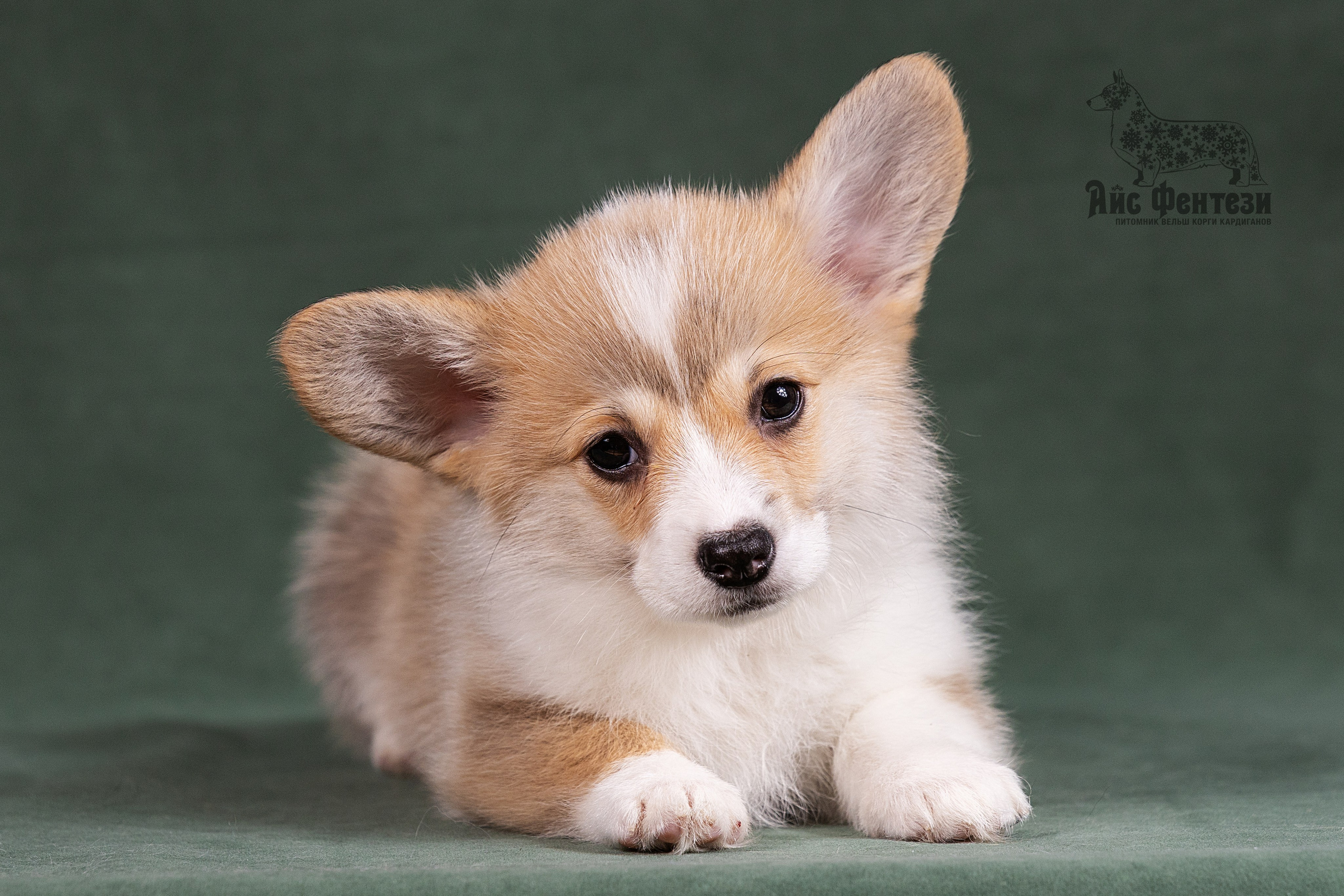 Купить щенка вельш корги кардиган из питомника Ice Fantasy. Ice Fantasy kennel: professional breeding of Siberian huskies and wels