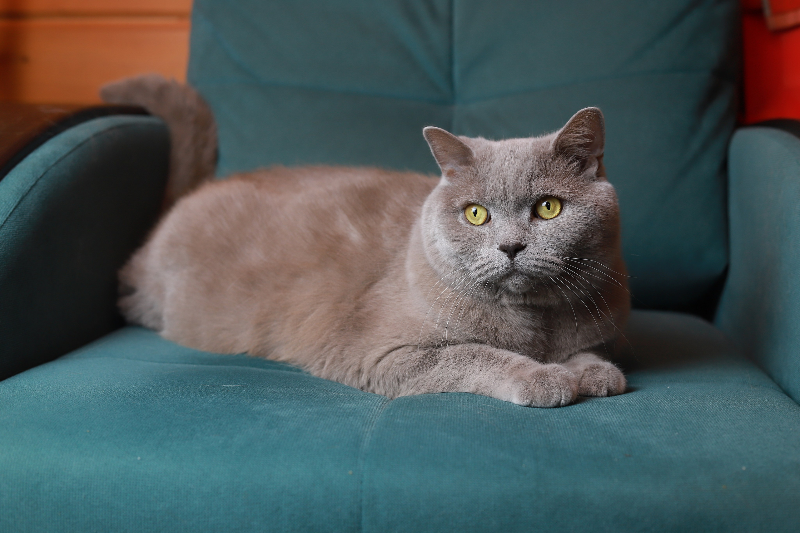 Услуги. Фотограф в Гатчине Анастасия Солодкая