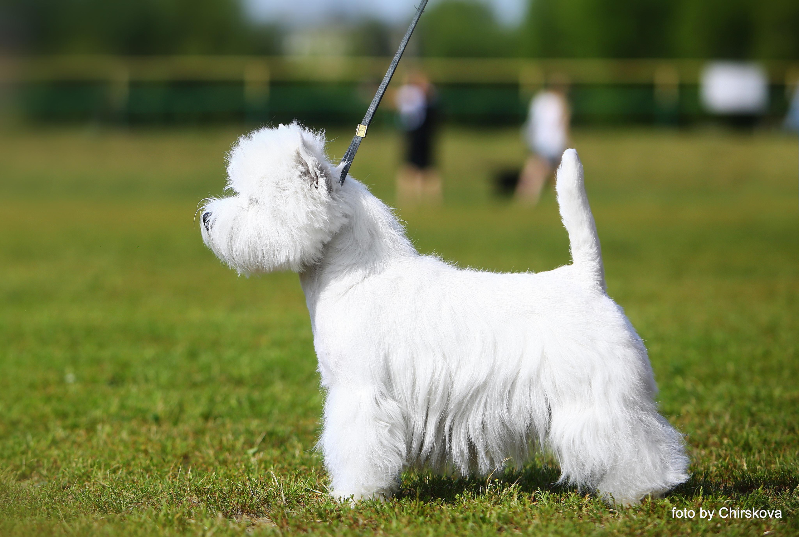 Питомник собак породы вест хайленд вайт терьер в Москве. Питомник собак породы вест хайленд вайт терьер в Москве