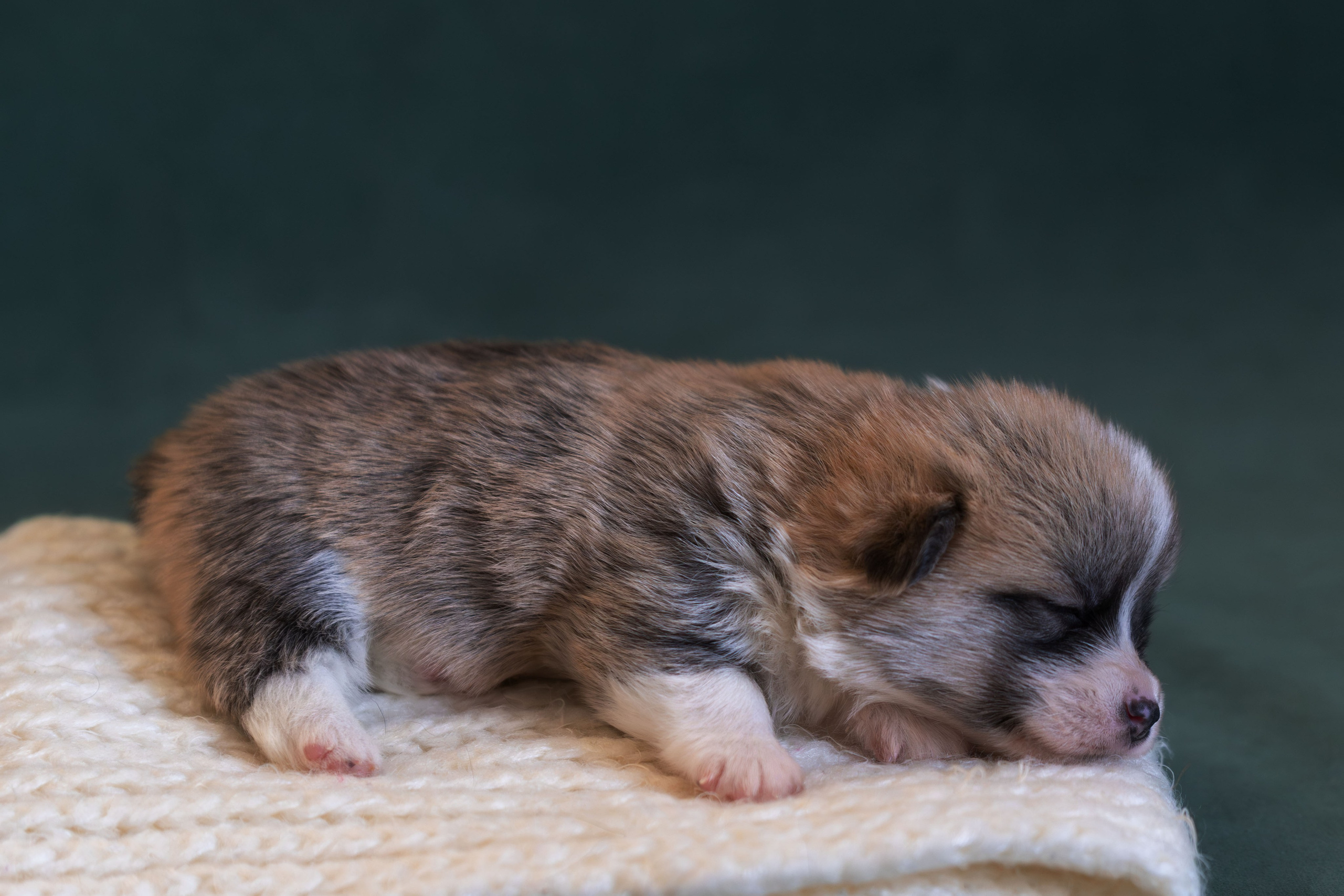 Купить щенка вельш корги кардиган из питомника Ice Fantasy. Ice Fantasy kennel: professional breeding of Siberian huskies and wels
