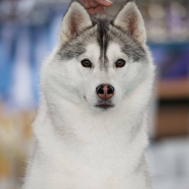 Сибирские хаски питомника Ice Fantasy Брянск. Ice Fantasy kennel: professional breeding of Siberian huskies and wels