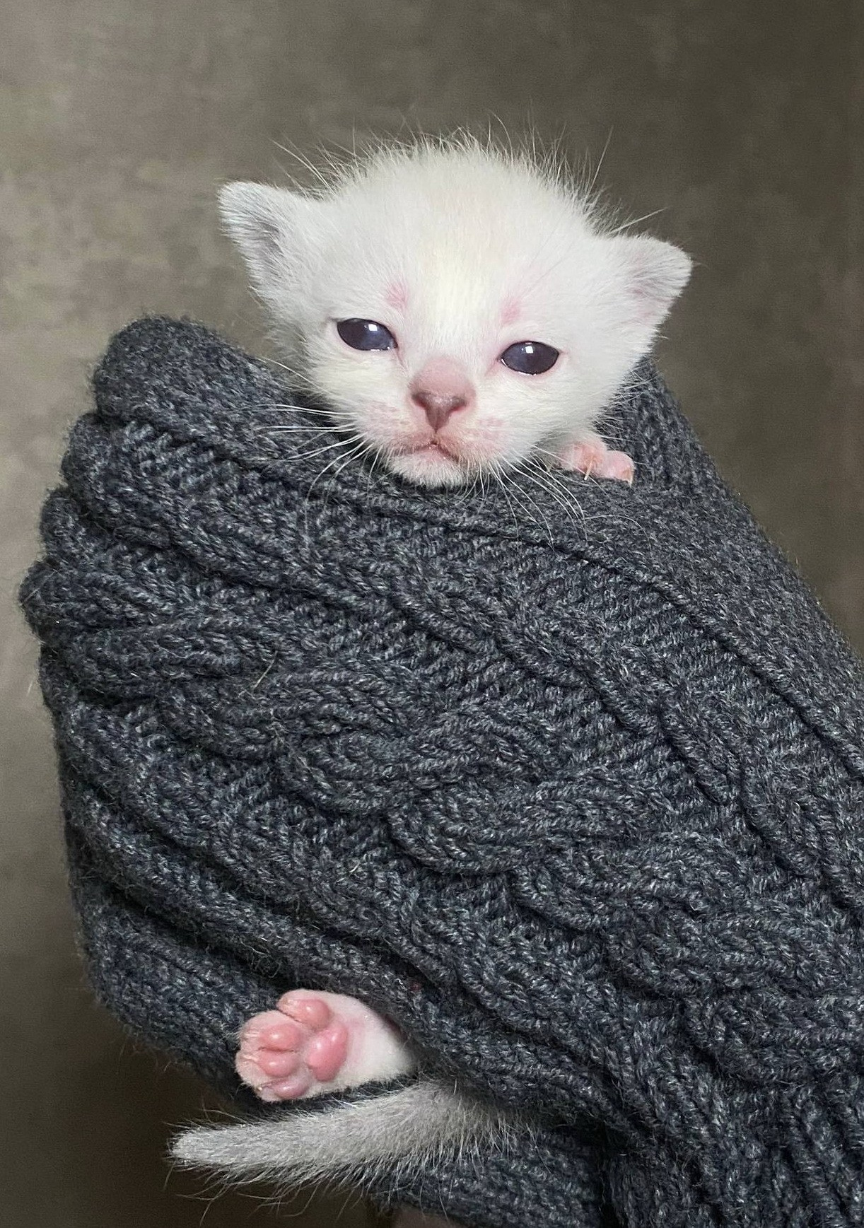 Котята. Питомник тайских кошек в Санкт-Петербурге Noyland