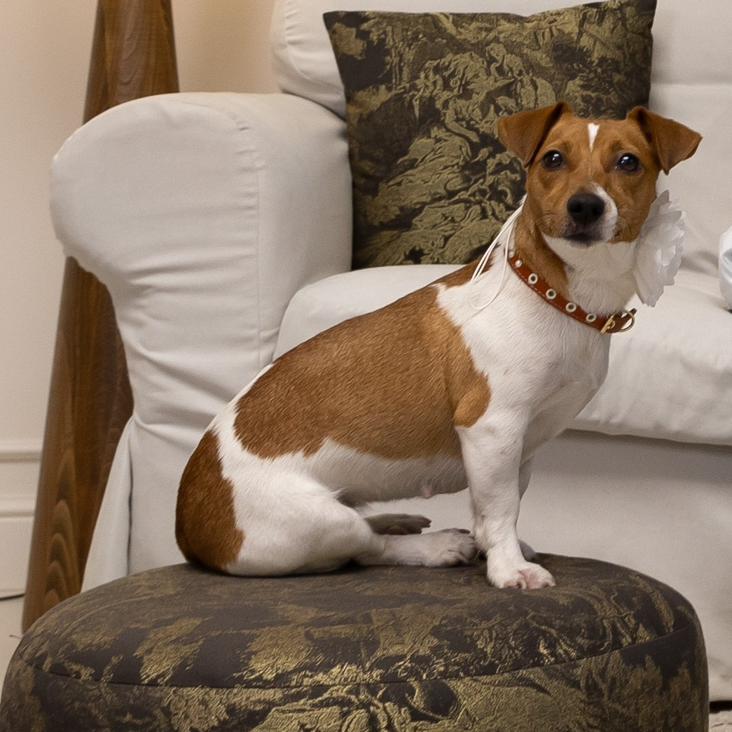 съёмка животных съёмка домашнего питомца