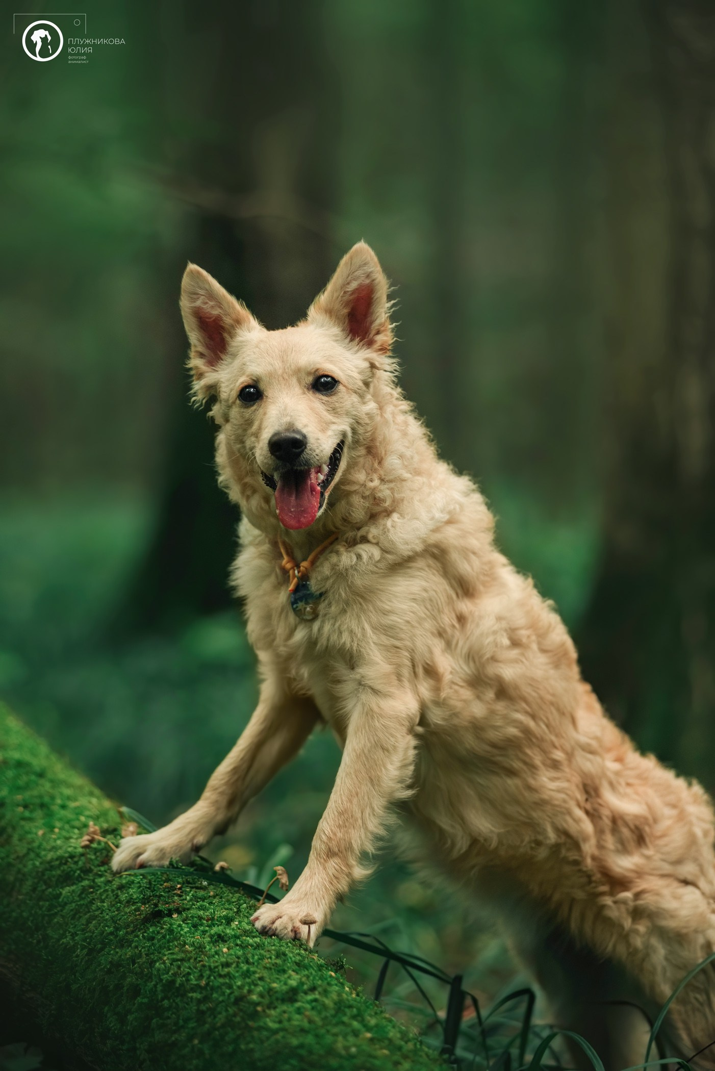 Услуги. Фотограф — анималист Саратов/Москва|Плужникова Юлия