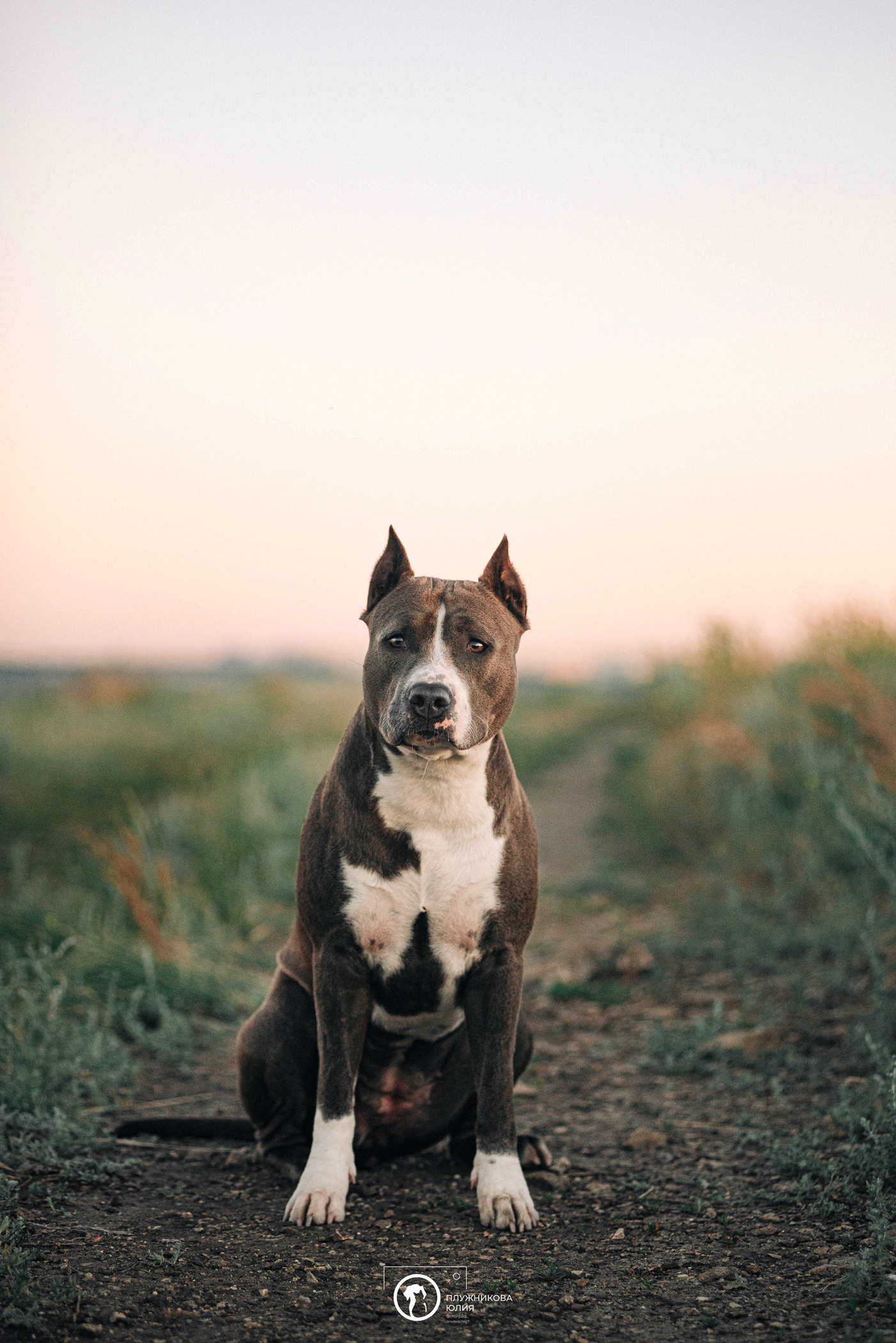 Контакты. Фотограф — анималист Саратов/Москва|Плужникова Юлия