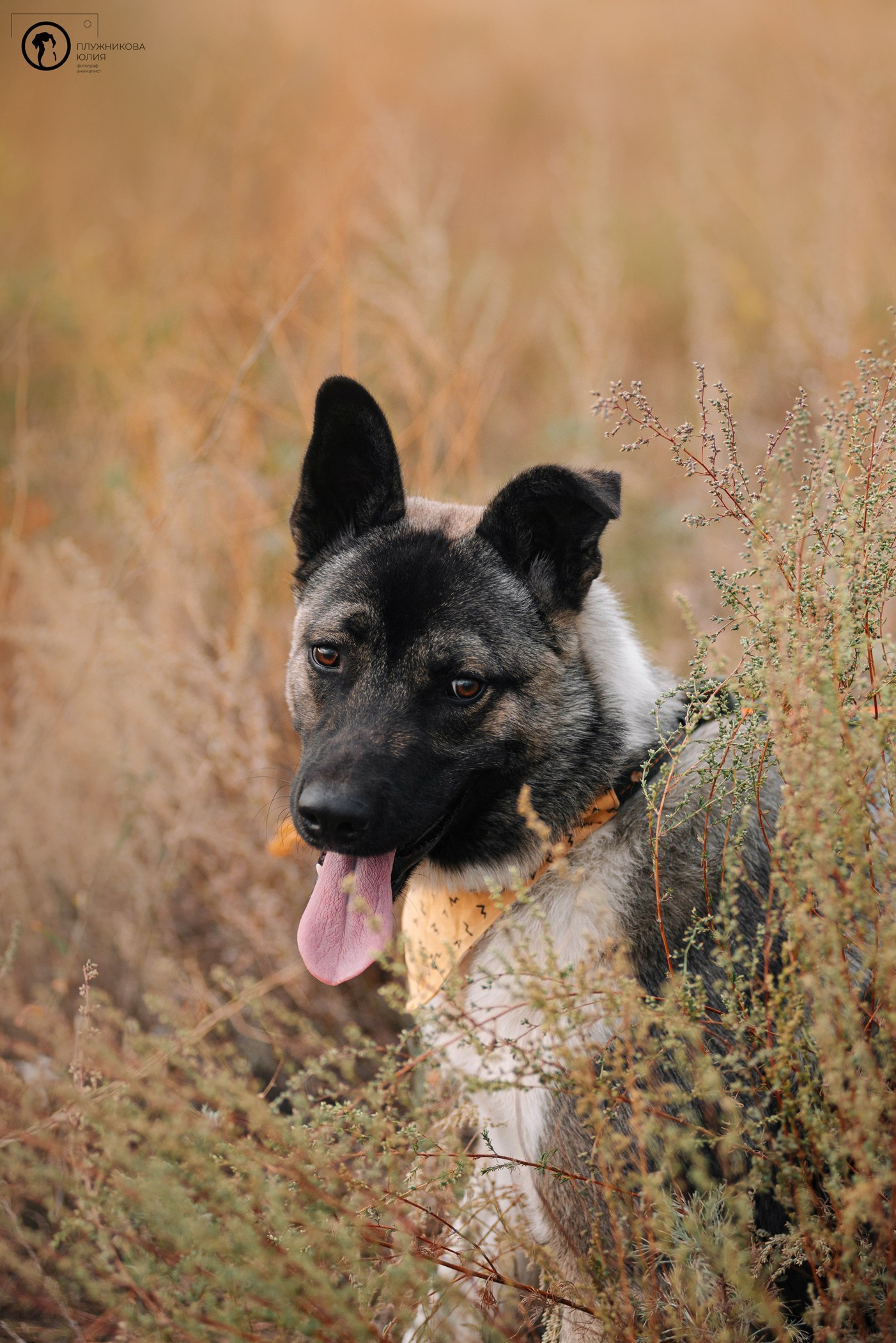 Услуги. Фотограф — анималист Саратов/Москва|Плужникова Юлия