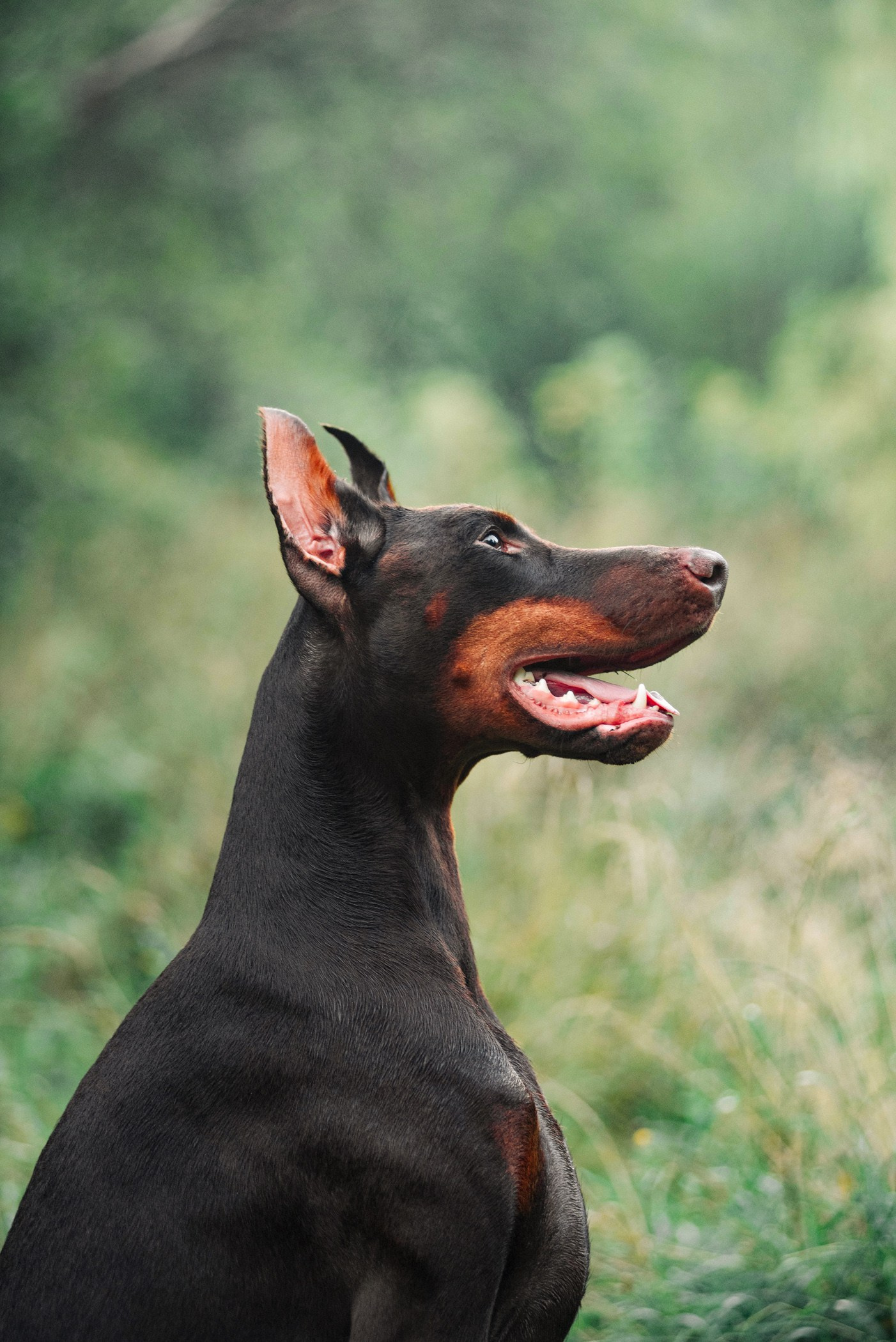 Услуги. Фотограф — анималист Саратов/Москва|Плужникова Юлия