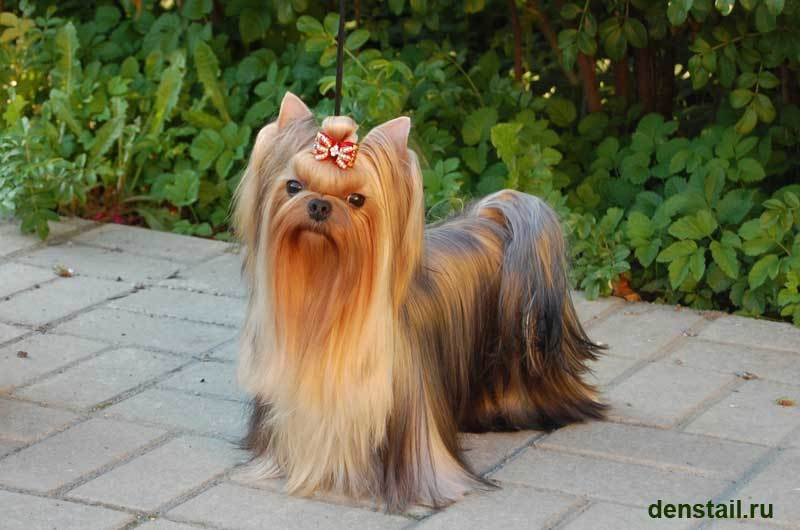 Be Inlove Silvery Wish. Питомник Йоркширских терьеров Дэнстайл в Санкт-Петербурге заводчик Тих