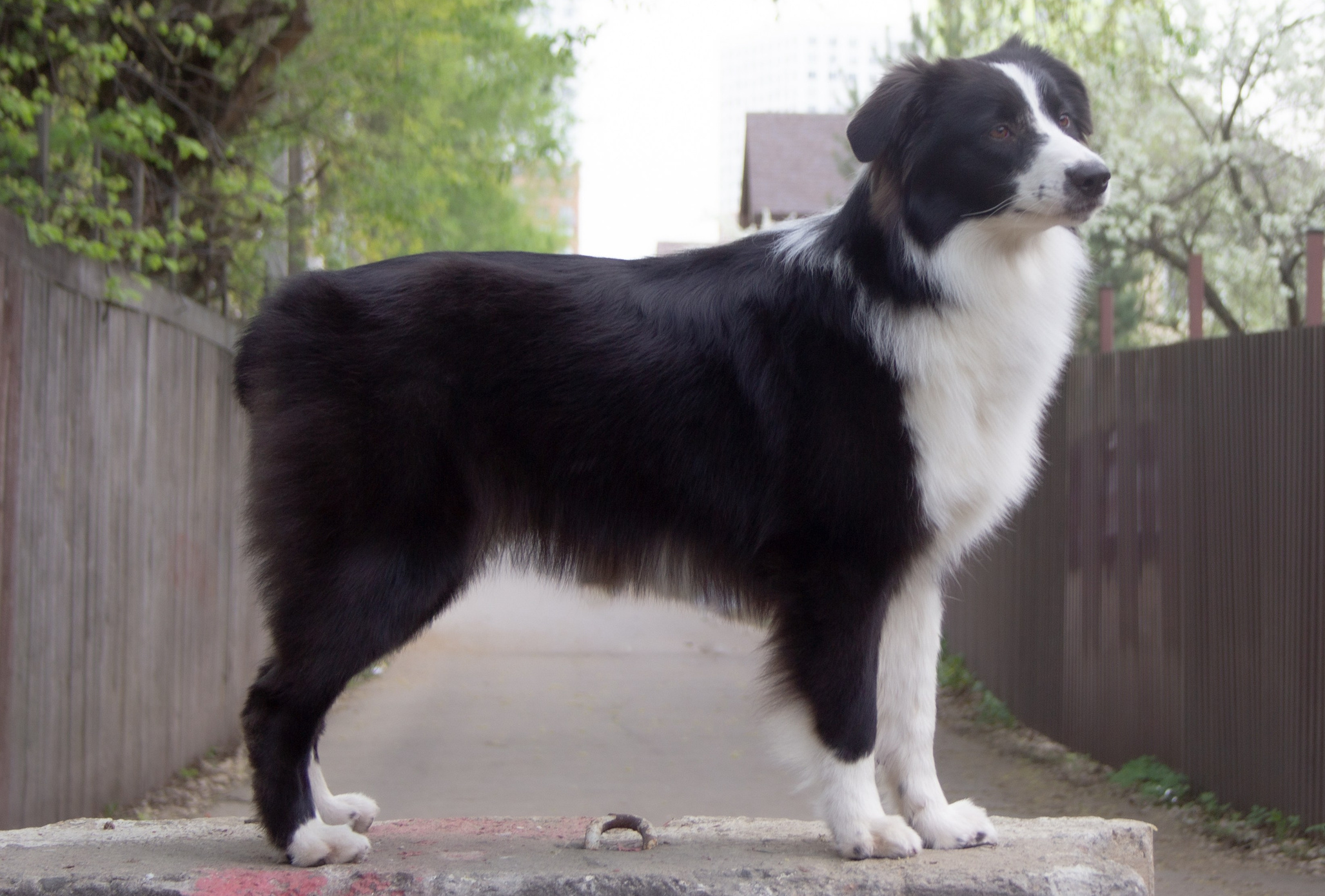 Кубрау. BLGKV питомник собак