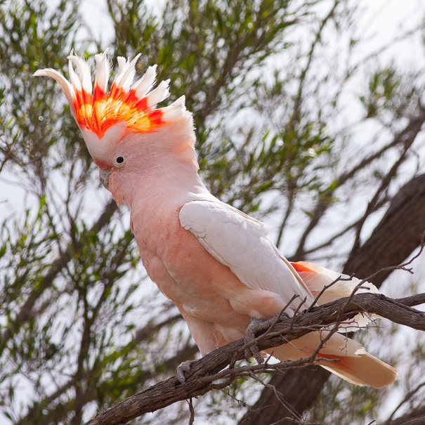 Какаду Инка с розовым хохолком-веером в зоопарке Лесная Братва