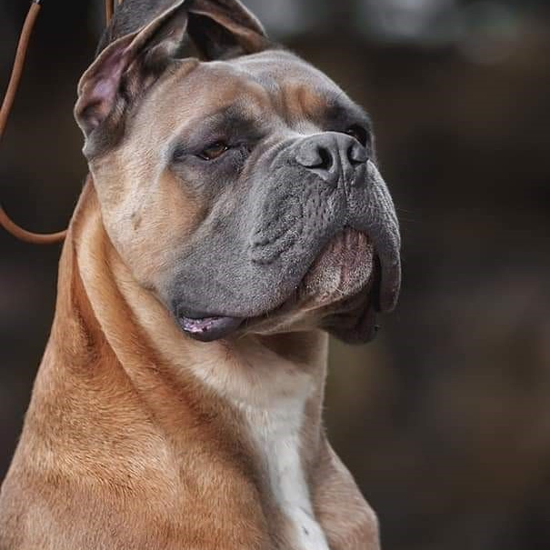 Помет «Ш» дата рождения 26.10.2020. Кане Корсо Лайф, щенки породы Кане Корсо, г. Москва