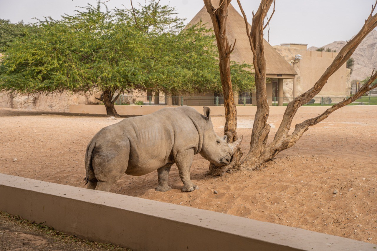 Инстаэмираты. Фотограф ОАЭ