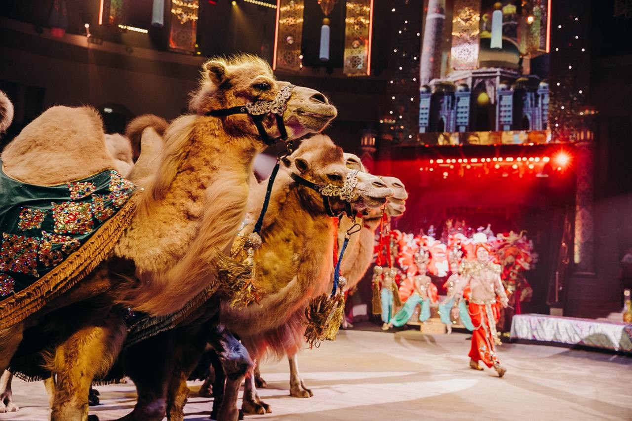 Гастроли шоу Гии Эрадзе «Песчаная сказка» в Пермском цирке. Журнал о самом особенном. Пермь и Пермский край