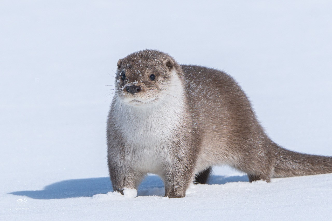 Фотограф Лубсан Чагдуров