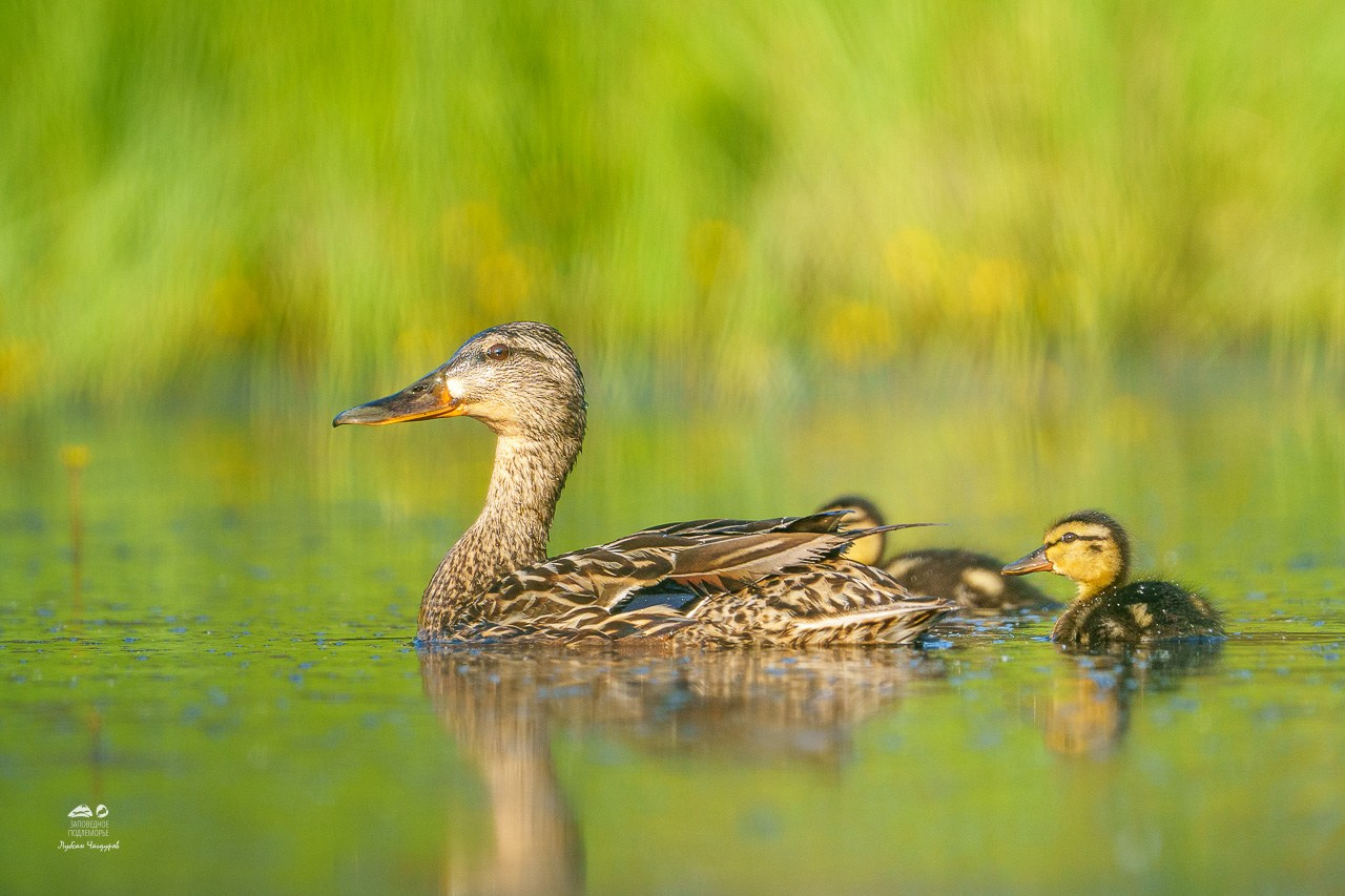Фотограф Лубсан Чагдуров
