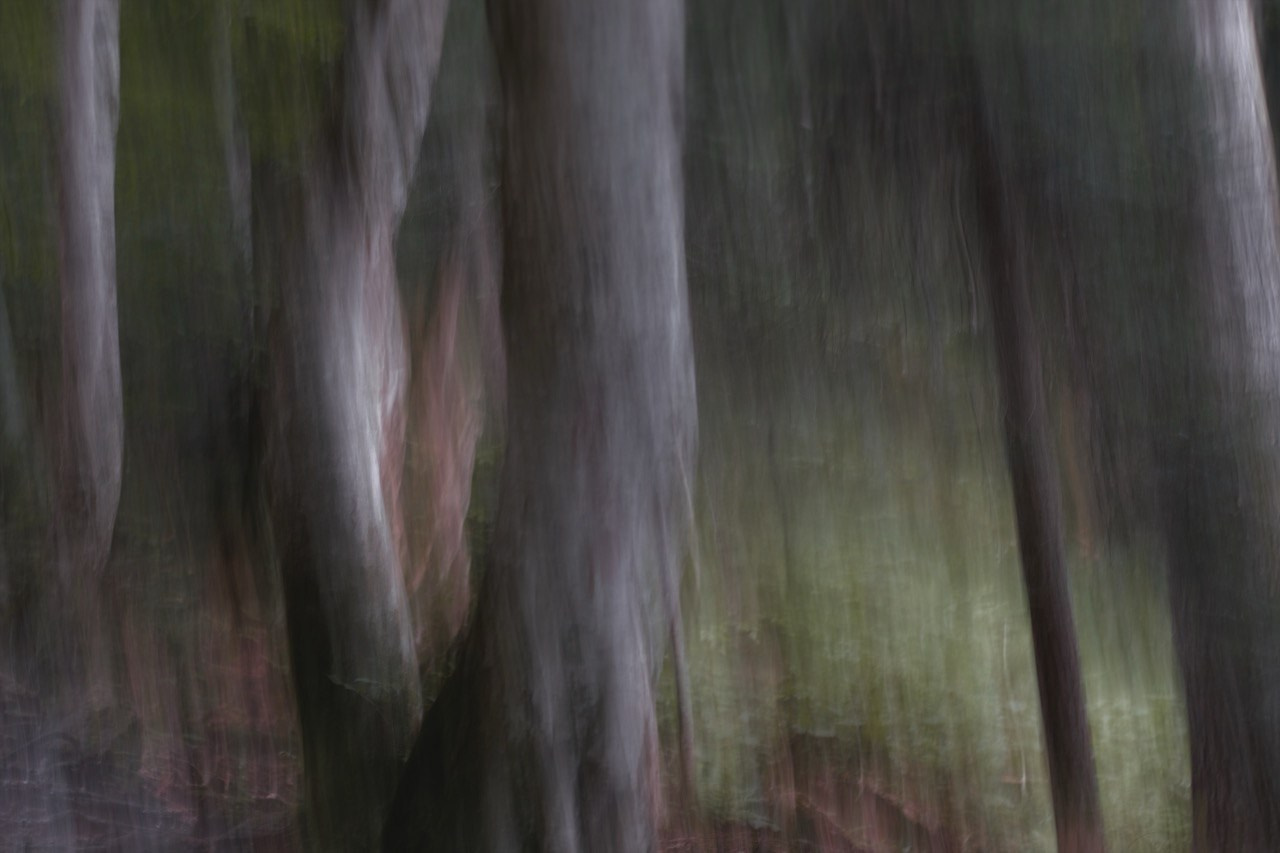 FOREST. Alyona Rubanova — Visual artist
