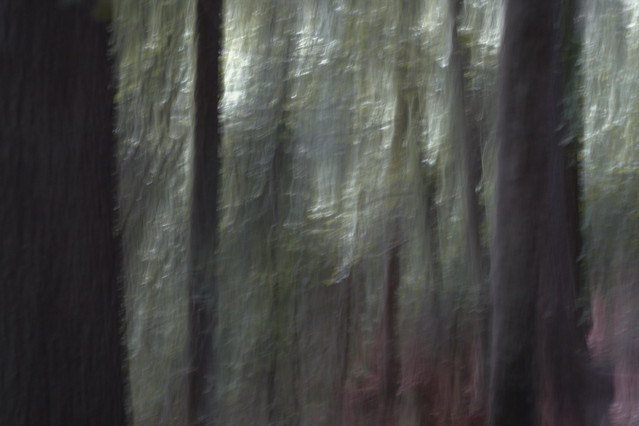 FOREST. Alyona Rubanova — Visual artist